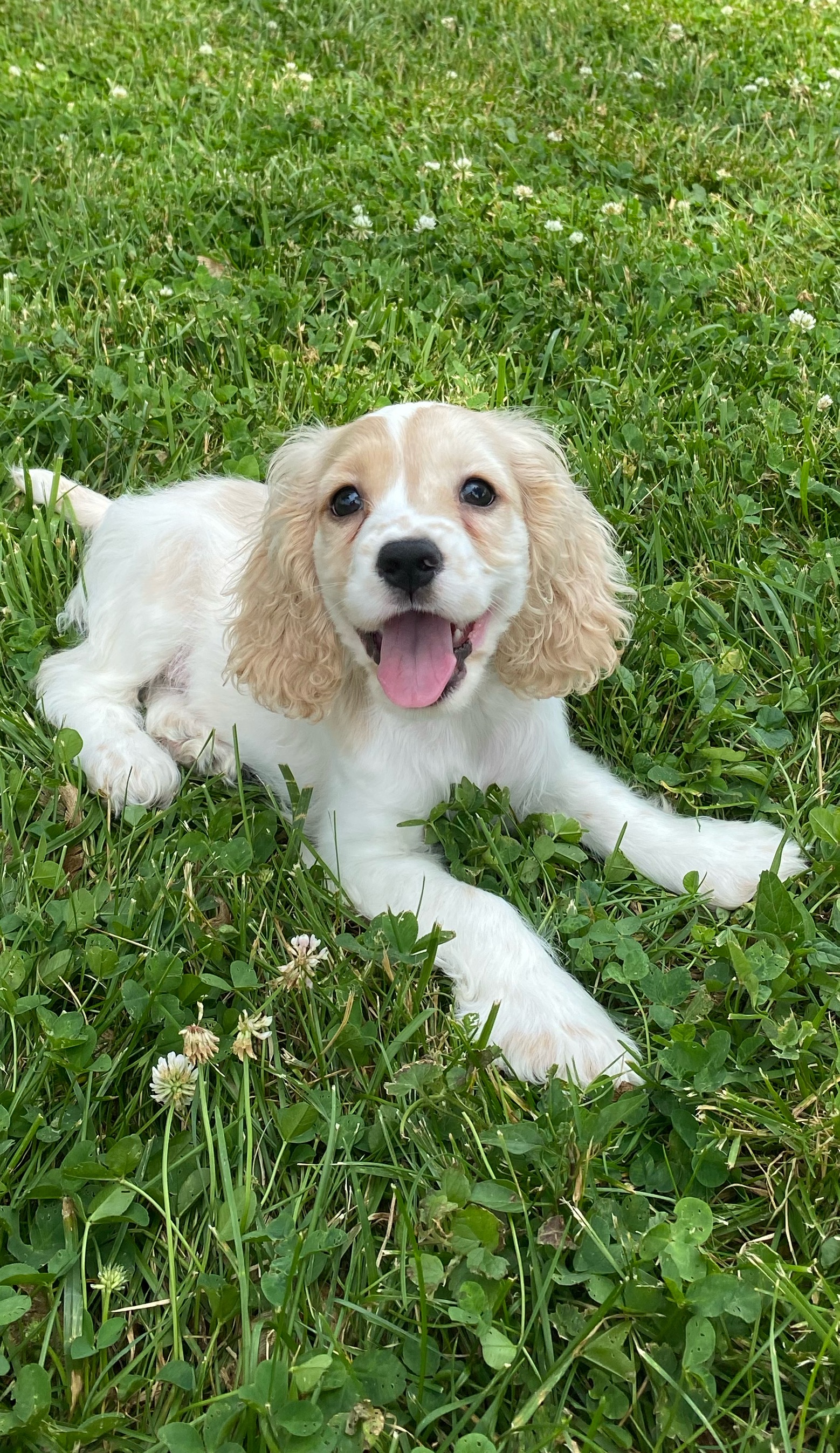 puppy, for, sale, Cocker Spaniel, Curtis  Martin, dog, breeder, Seneca Falls, NY, dog-breeder, puppy-for-sale, forsale, nearby, find, puppyfind, locator, puppylocator, aca