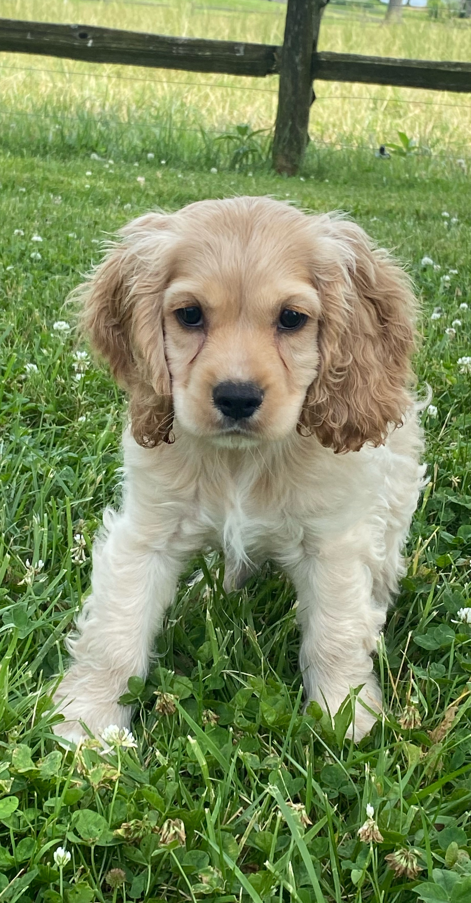 puppy, for, sale, Cocker Spaniel, Curtis  Martin, dog, breeder, Seneca Falls, NY, dog-breeder, puppy-for-sale, forsale, nearby, find, puppyfind, locator, puppylocator, aca