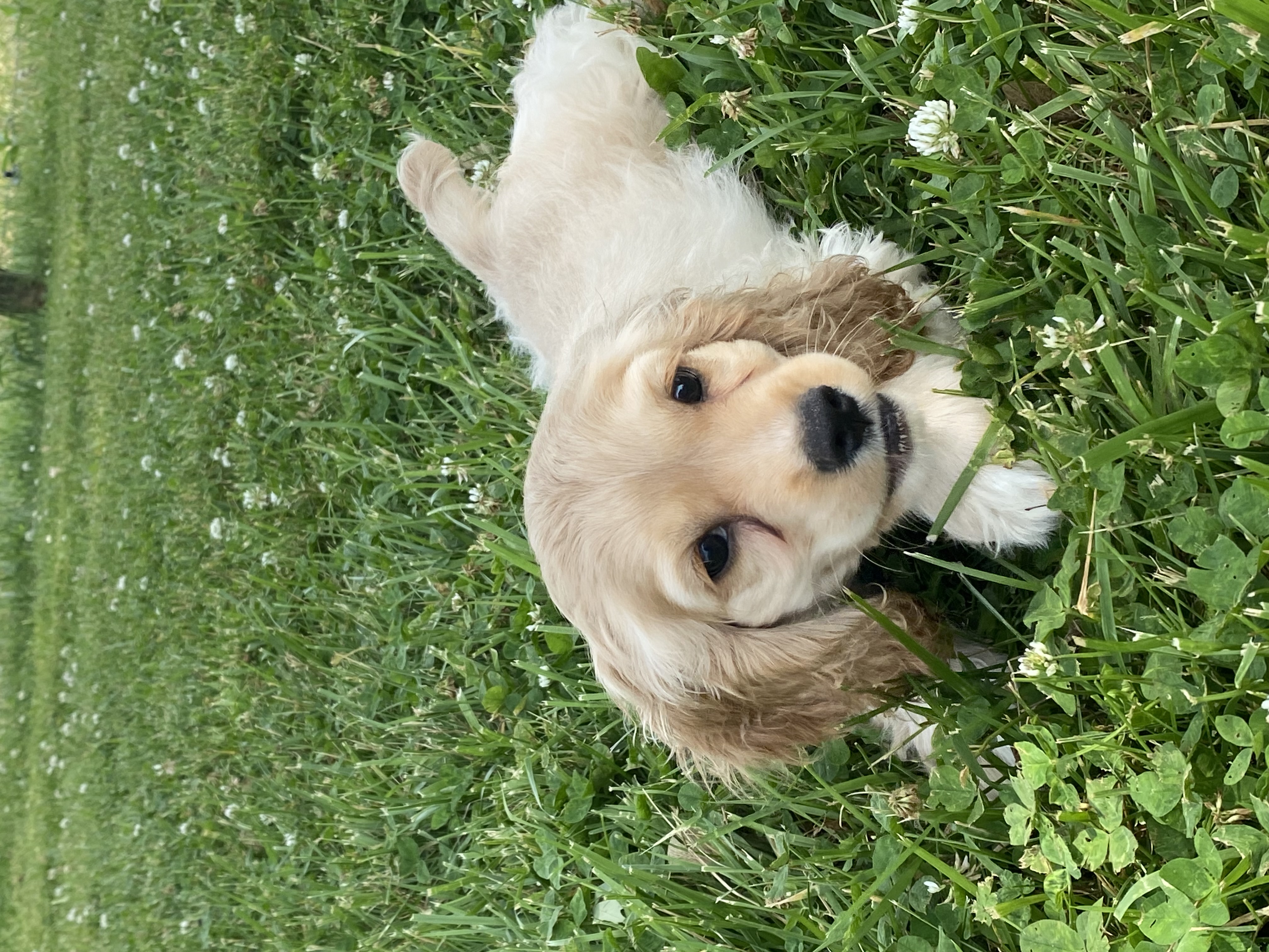 puppy, for, sale, Cocker Spaniel, Curtis  Martin, dog, breeder, Seneca Falls, NY, dog-breeder, puppy-for-sale, forsale, nearby, find, puppyfind, locator, puppylocator, aca