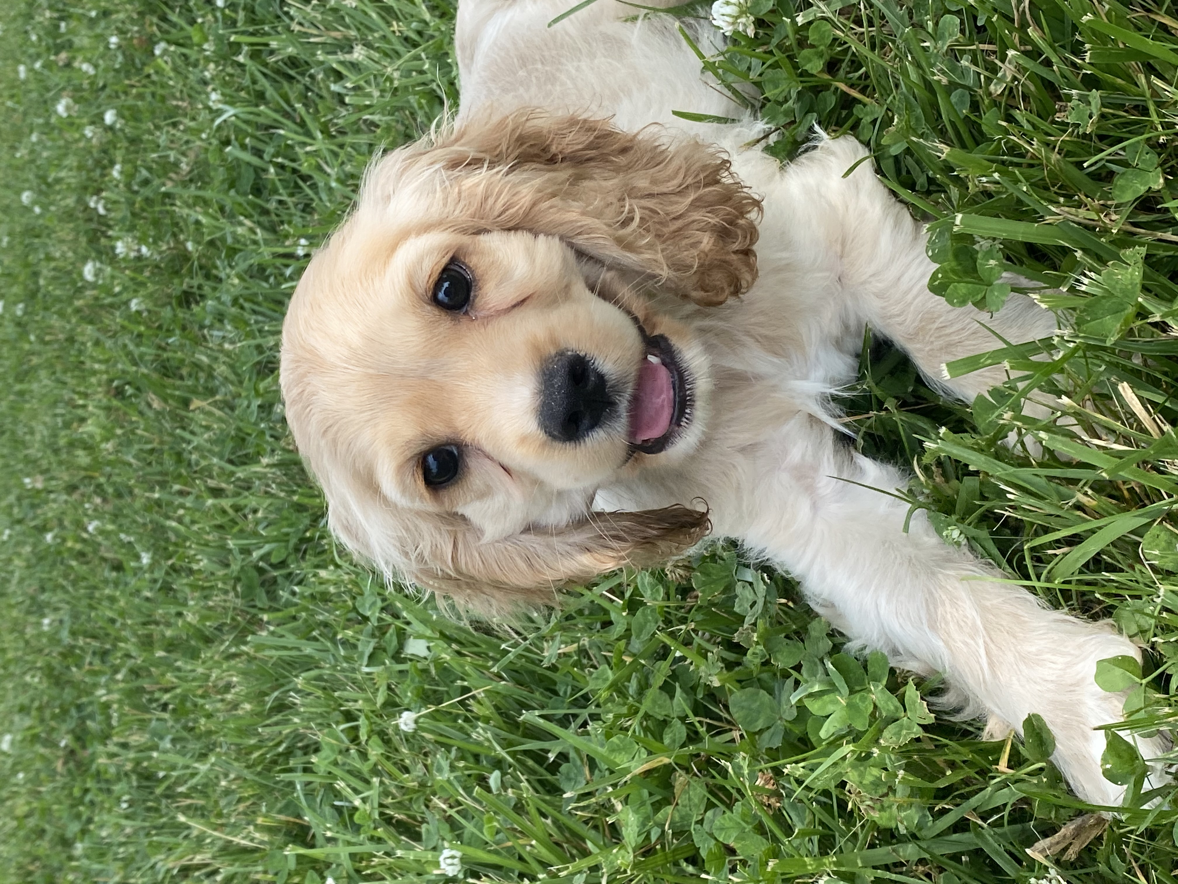 puppy, for, sale, Cocker Spaniel, Curtis  Martin, dog, breeder, Seneca Falls, NY, dog-breeder, puppy-for-sale, forsale, nearby, find, puppyfind, locator, puppylocator, aca