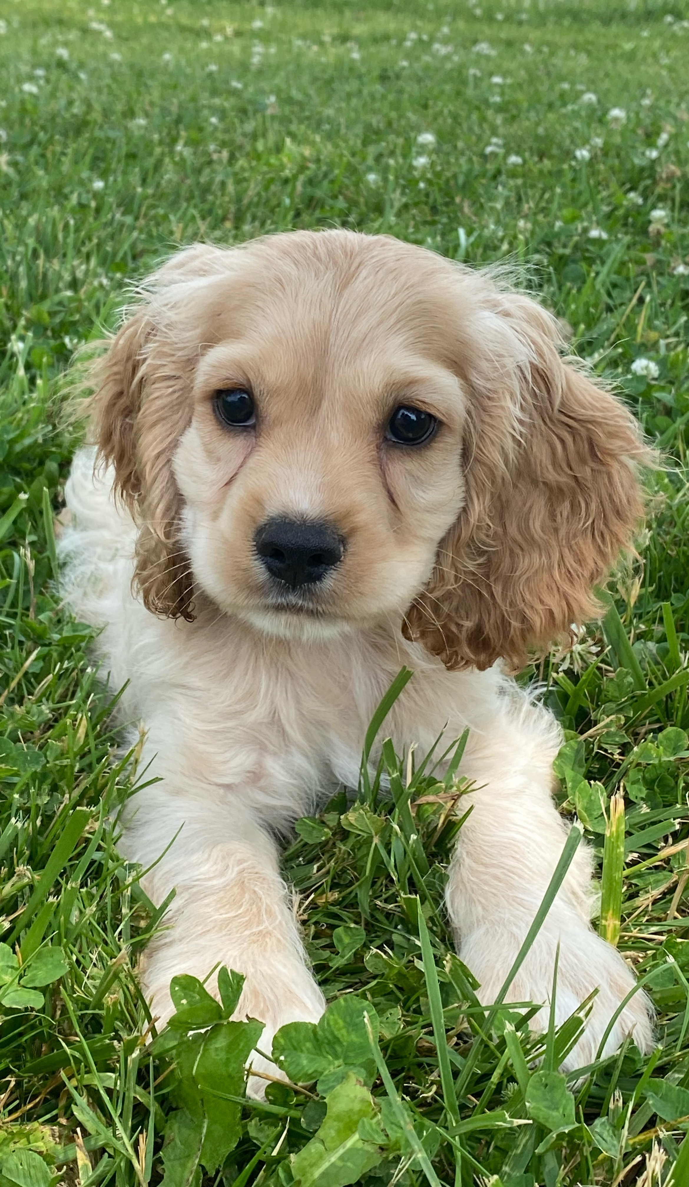 puppy, for, sale, Cocker Spaniel, Curtis  Martin, dog, breeder, Seneca Falls, NY, dog-breeder, puppy-for-sale, forsale, nearby, find, puppyfind, locator, puppylocator, aca