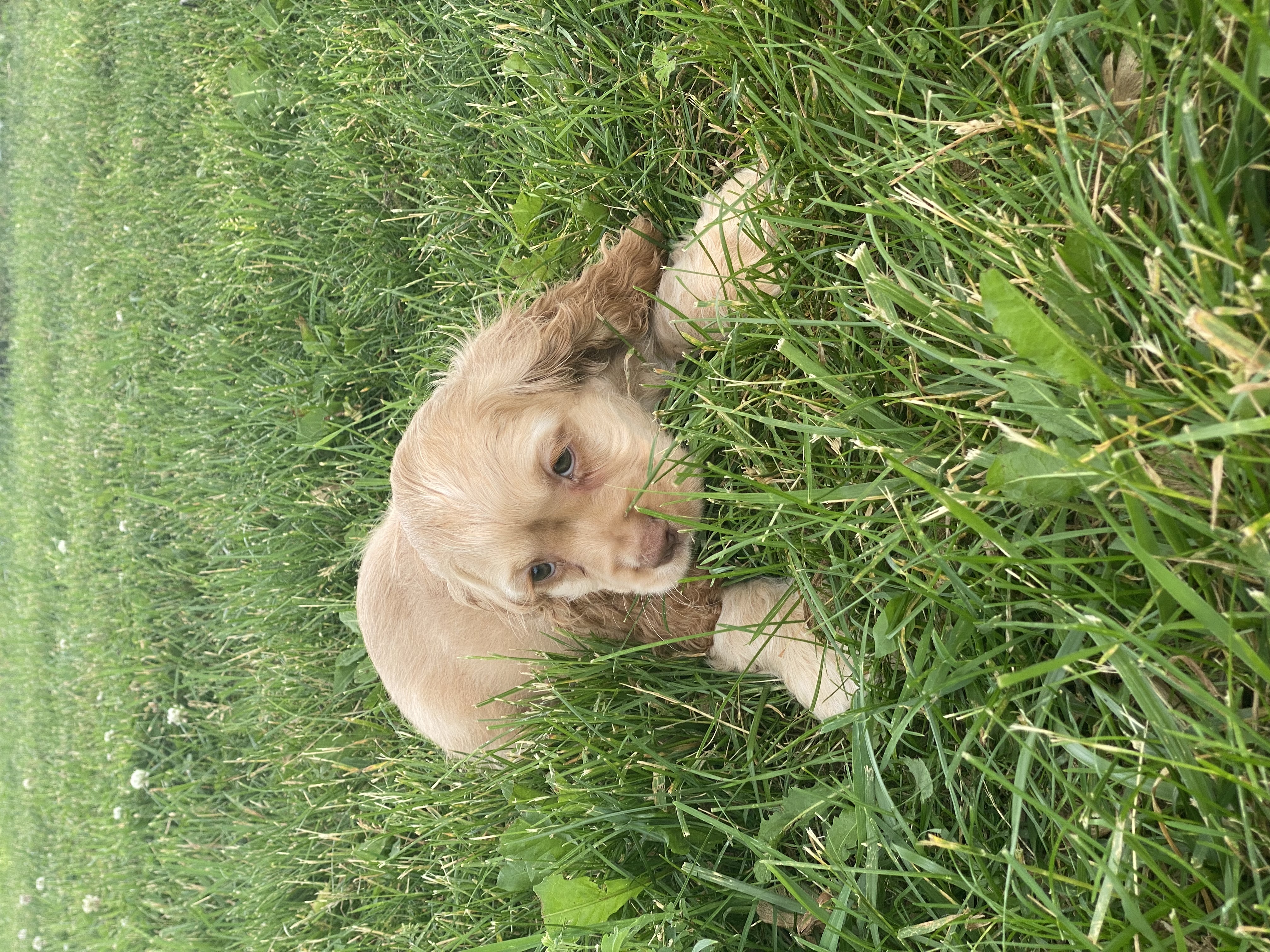 puppy, for, sale, Cocker Spaniel, Curtis  Martin, dog, breeder, Seneca Falls, NY, dog-breeder, puppy-for-sale, forsale, nearby, find, puppyfind, locator, puppylocator, aca