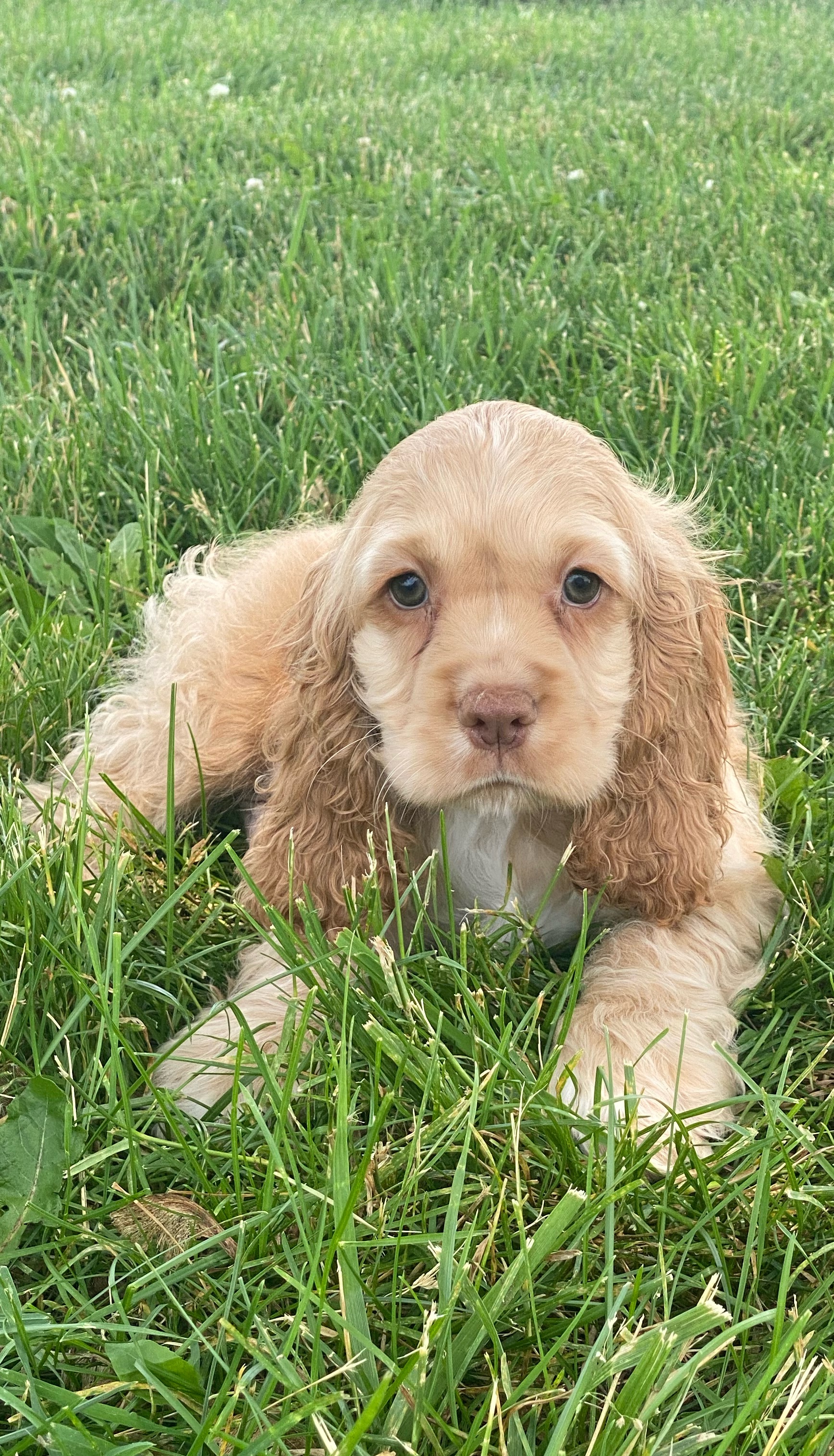 puppy, for, sale, Cocker Spaniel, Curtis  Martin, dog, breeder, Seneca Falls, NY, dog-breeder, puppy-for-sale, forsale, nearby, find, puppyfind, locator, puppylocator, aca