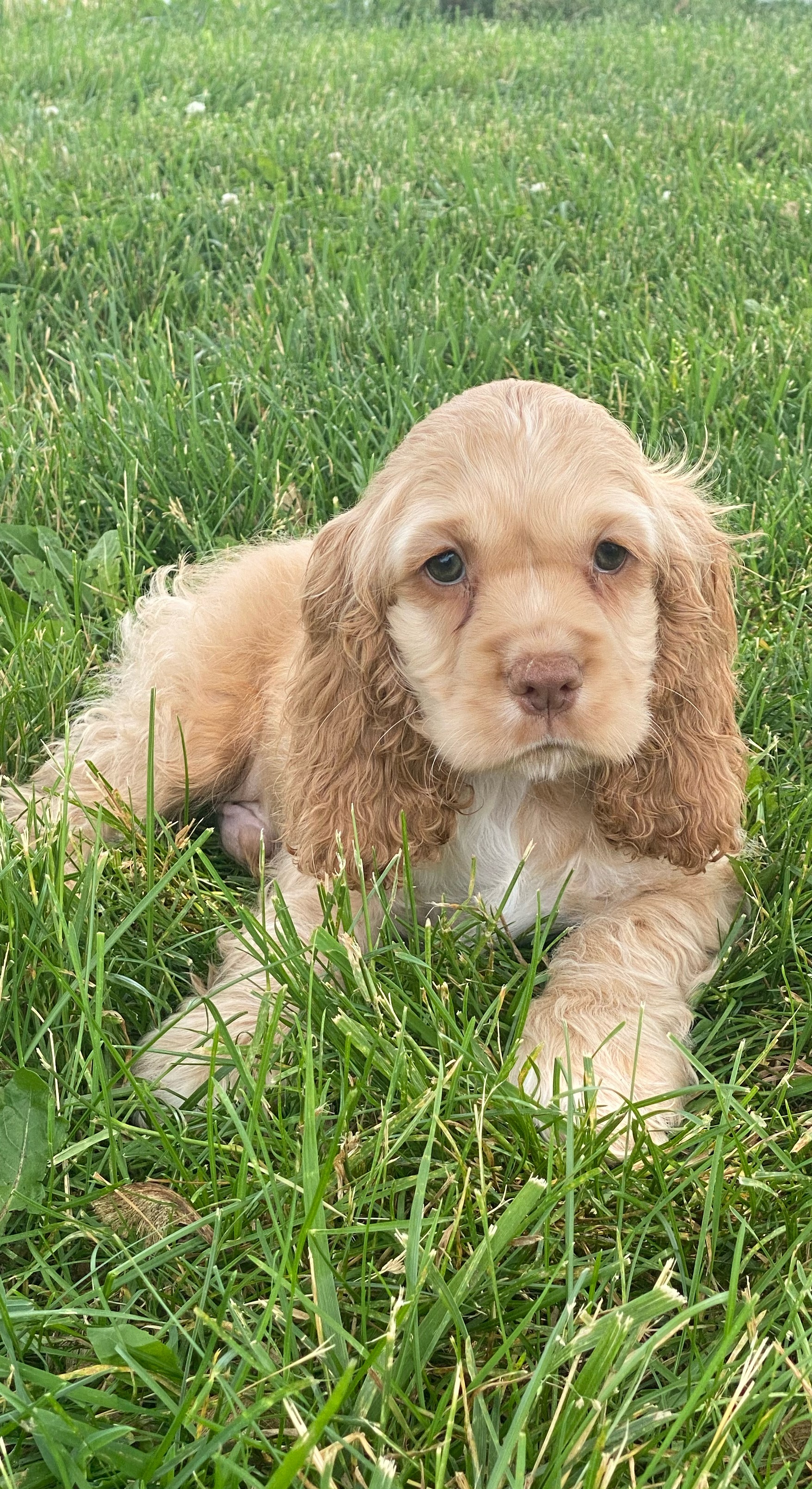 puppy, for, sale, Cocker Spaniel, Curtis  Martin, dog, breeder, Seneca Falls, NY, dog-breeder, puppy-for-sale, forsale, nearby, find, puppyfind, locator, puppylocator, aca