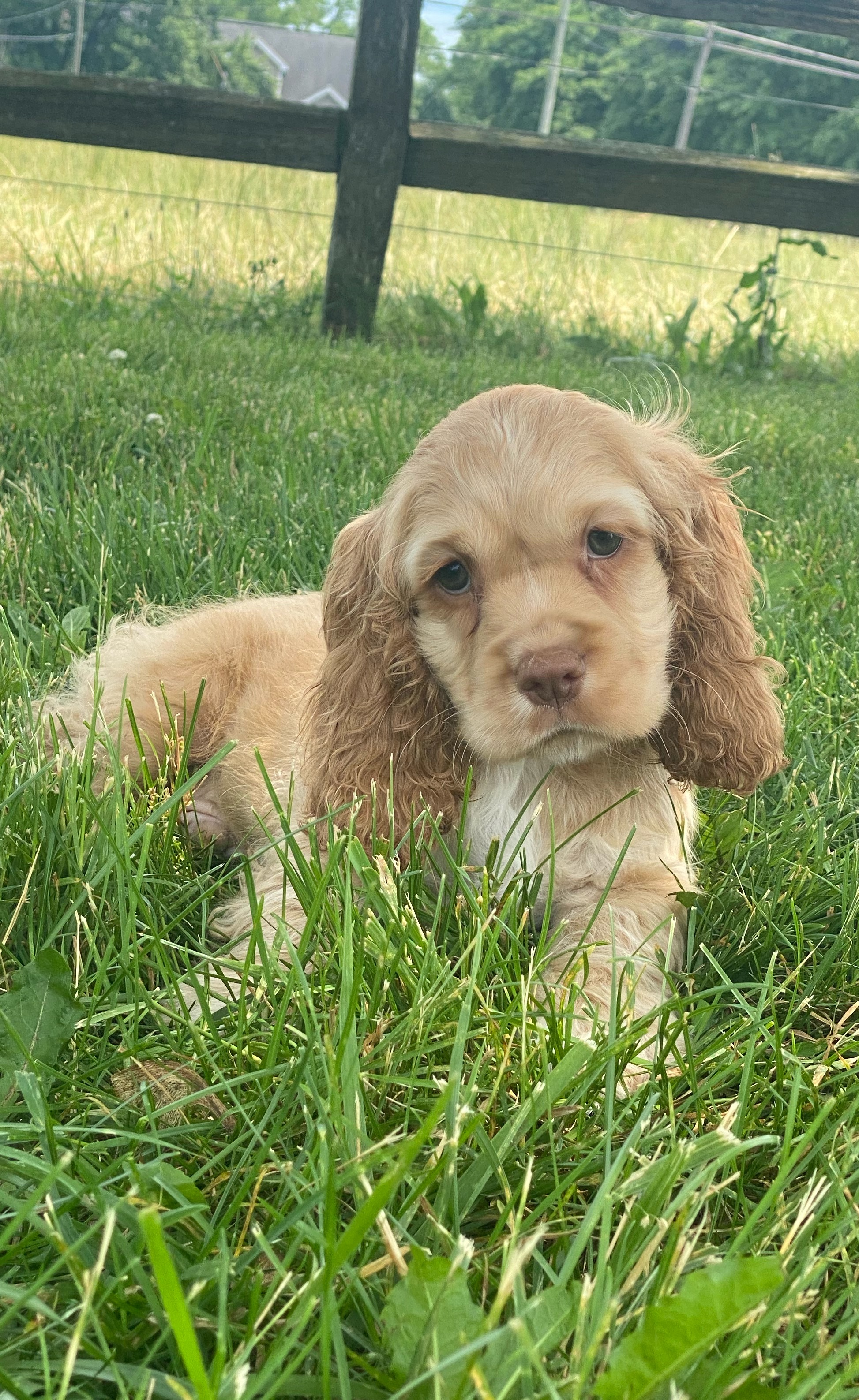 puppy, for, sale, Cocker Spaniel, Curtis  Martin, dog, breeder, Seneca Falls, NY, dog-breeder, puppy-for-sale, forsale, nearby, find, puppyfind, locator, puppylocator, aca