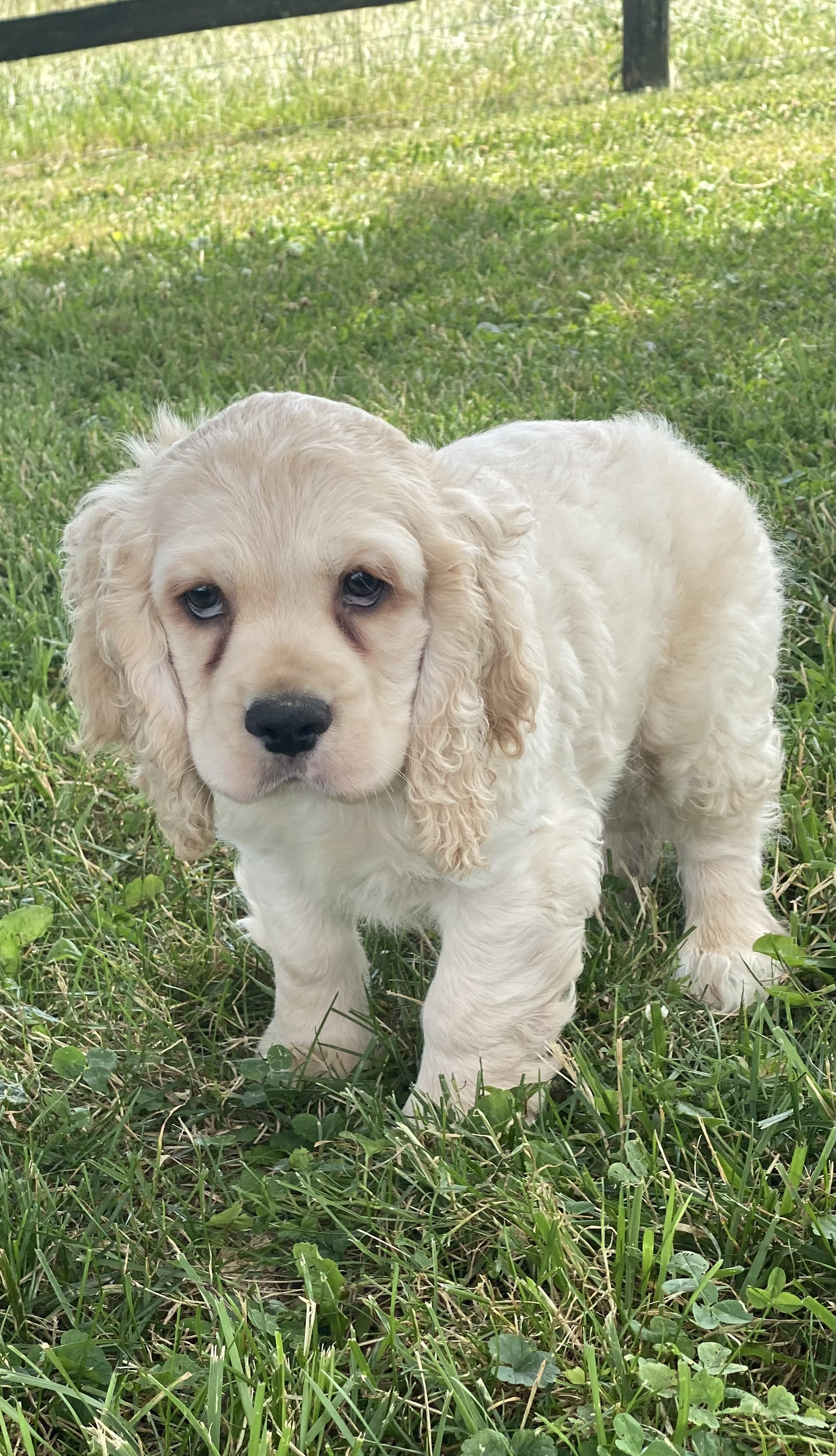 puppy, for, sale, Cocker Spaniel, Curtis  Martin, dog, breeder, Seneca Falls, NY, dog-breeder, puppy-for-sale, forsale, nearby, find, puppyfind, locator, puppylocator, aca