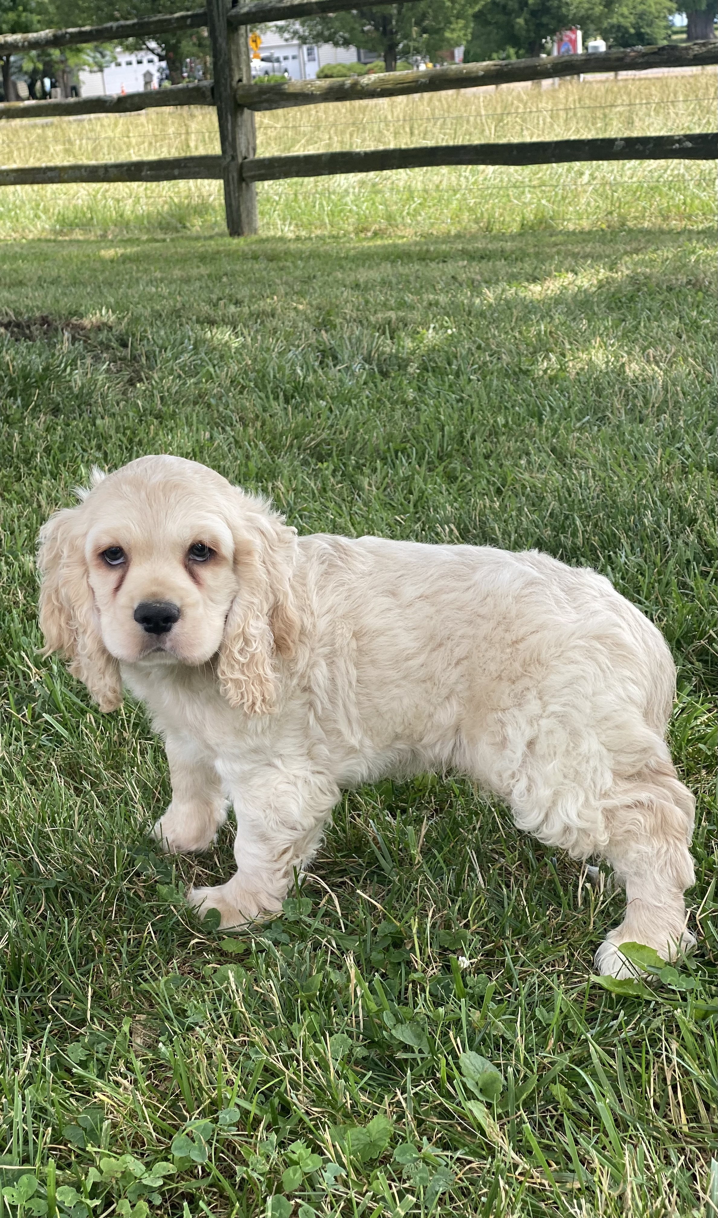 puppy, for, sale, Cocker Spaniel, Curtis  Martin, dog, breeder, Seneca Falls, NY, dog-breeder, puppy-for-sale, forsale, nearby, find, puppyfind, locator, puppylocator, aca