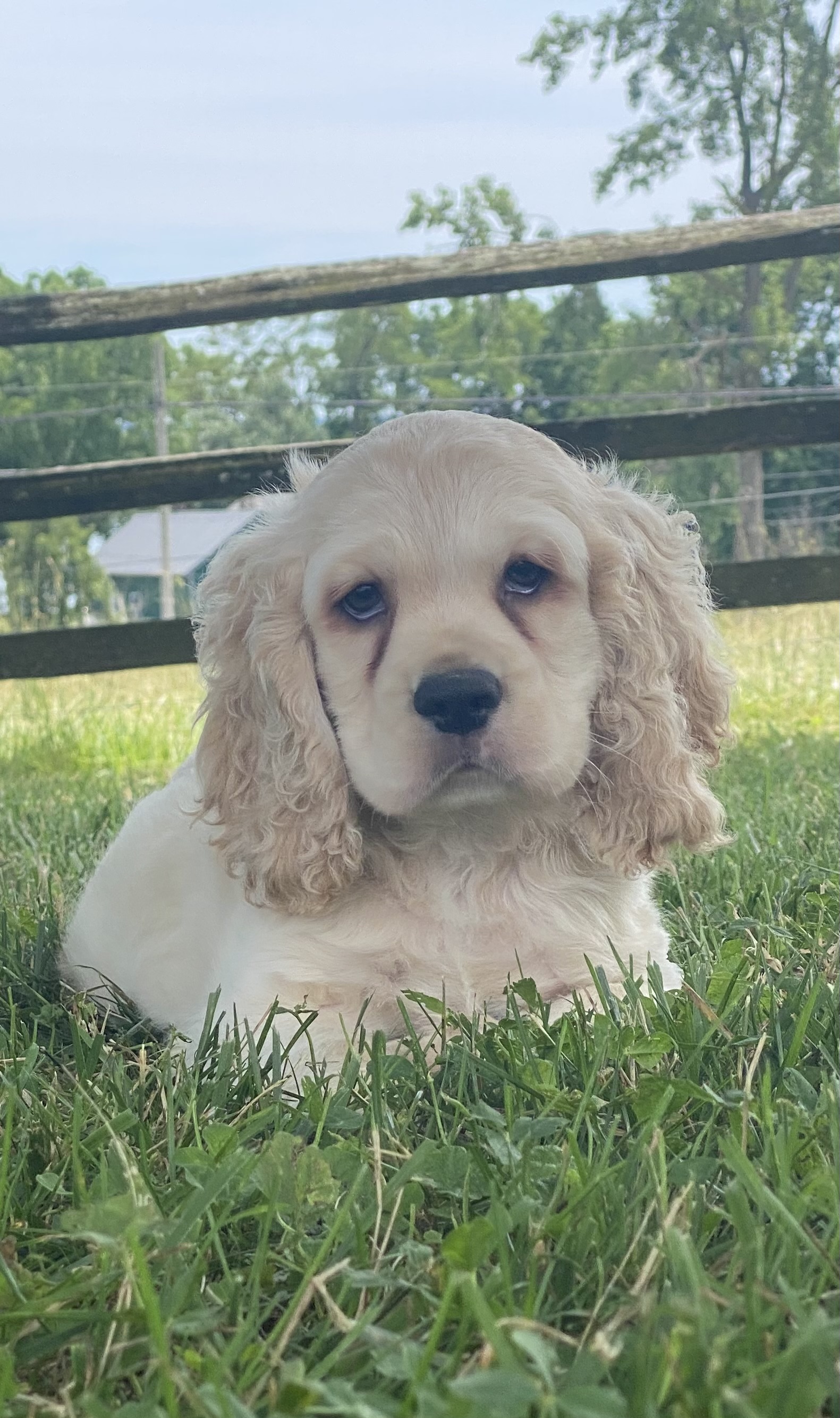 puppy, for, sale, Cocker Spaniel, Curtis  Martin, dog, breeder, Seneca Falls, NY, dog-breeder, puppy-for-sale, forsale, nearby, find, puppyfind, locator, puppylocator, aca