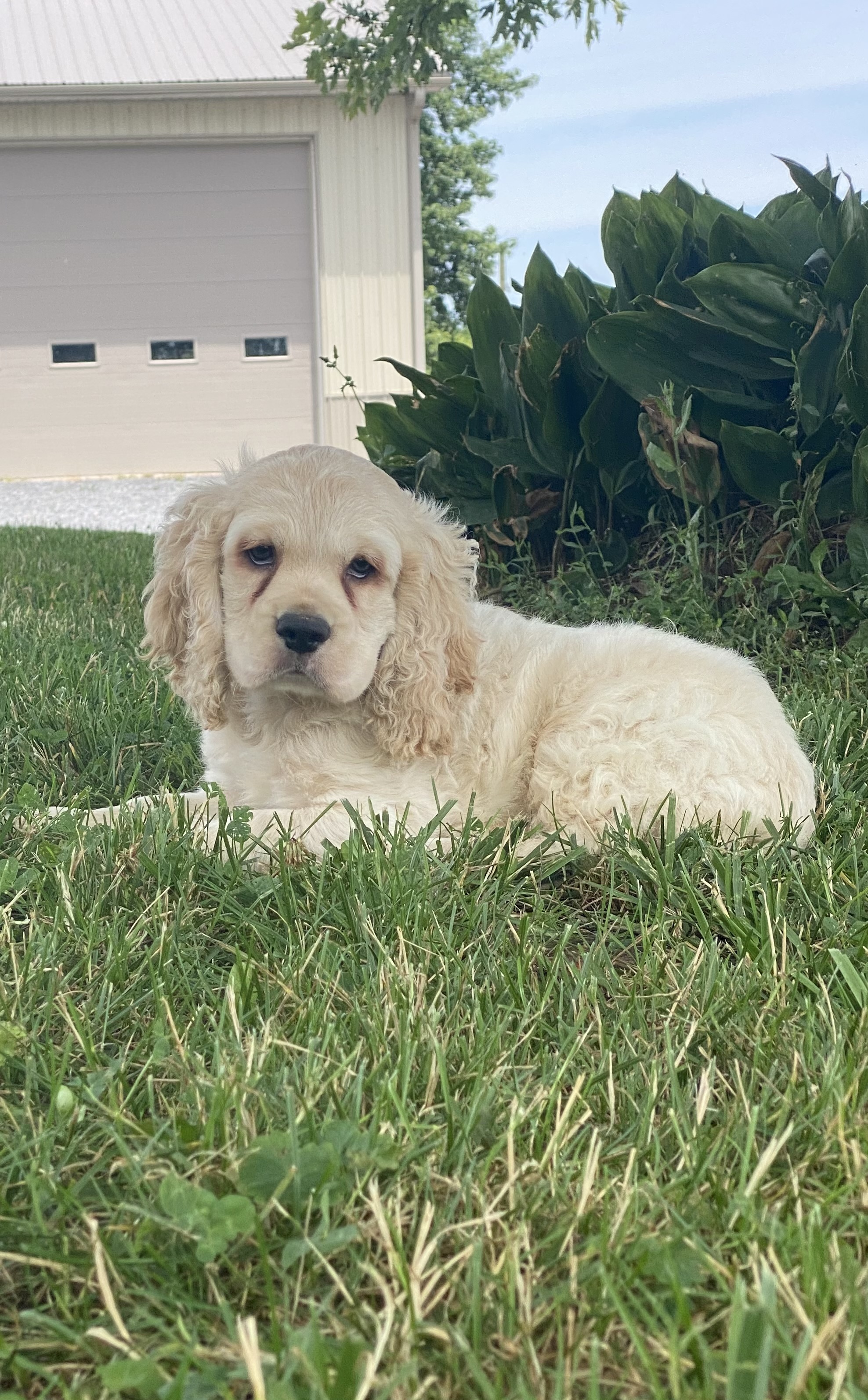 puppy, for, sale, Cocker Spaniel, Curtis  Martin, dog, breeder, Seneca Falls, NY, dog-breeder, puppy-for-sale, forsale, nearby, find, puppyfind, locator, puppylocator, aca