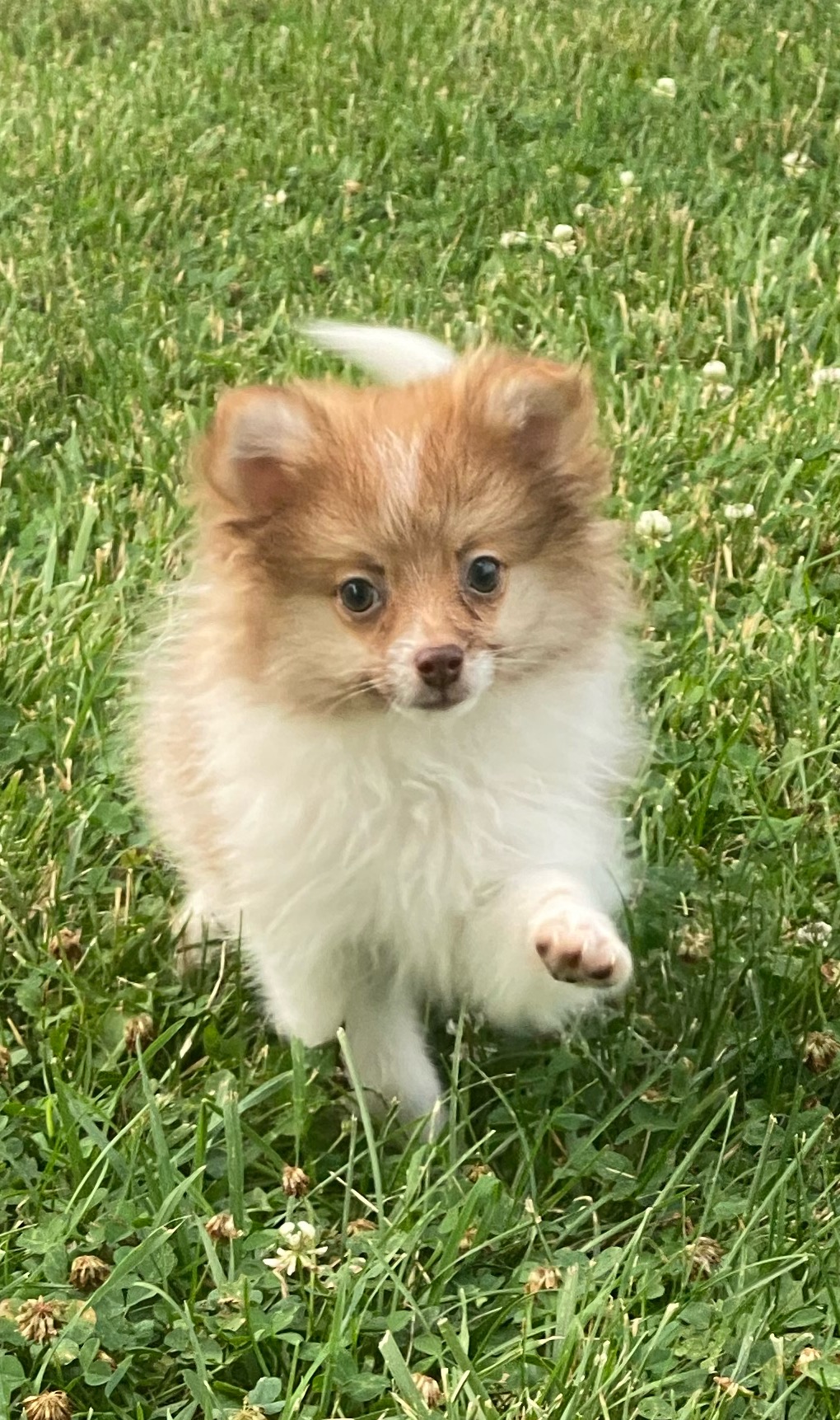 puppy, for, sale, Pomeranian, Curtis  Martin, dog, breeder, Seneca Falls, NY, dog-breeder, puppy-for-sale, forsale, nearby, find, puppyfind, locator, puppylocator, aca