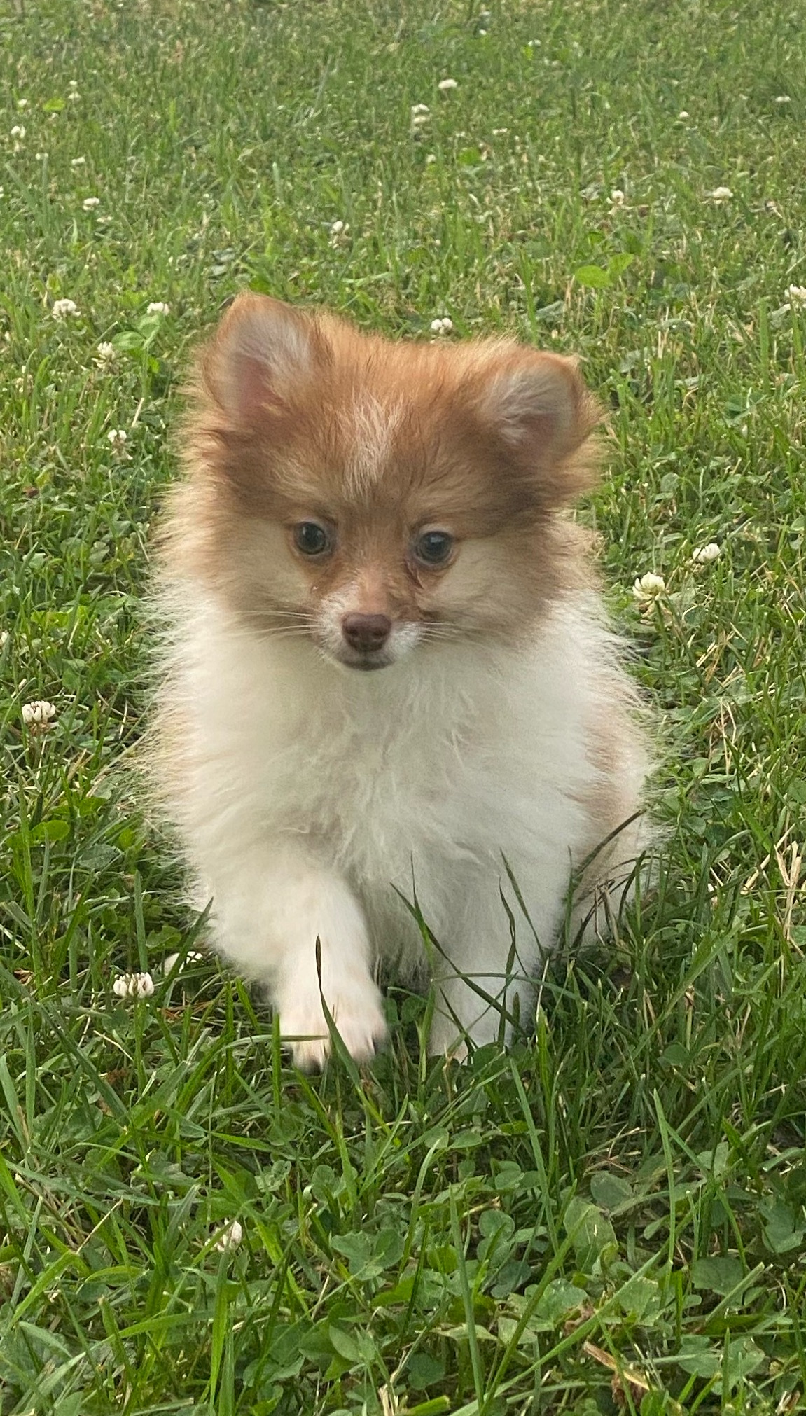 puppy, for, sale, Pomeranian, Curtis  Martin, dog, breeder, Seneca Falls, NY, dog-breeder, puppy-for-sale, forsale, nearby, find, puppyfind, locator, puppylocator, aca