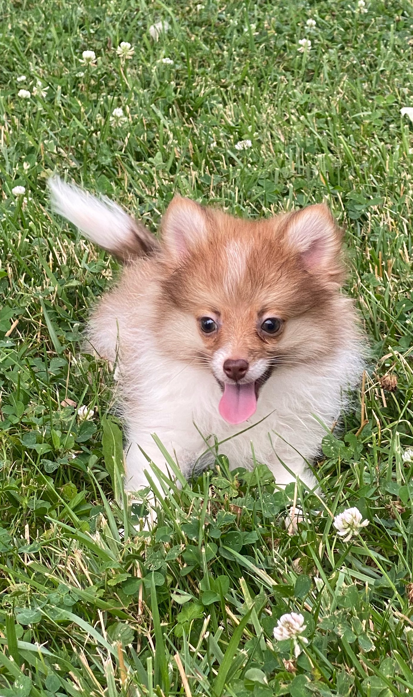 puppy, for, sale, Pomeranian, Curtis  Martin, dog, breeder, Seneca Falls, NY, dog-breeder, puppy-for-sale, forsale, nearby, find, puppyfind, locator, puppylocator, aca