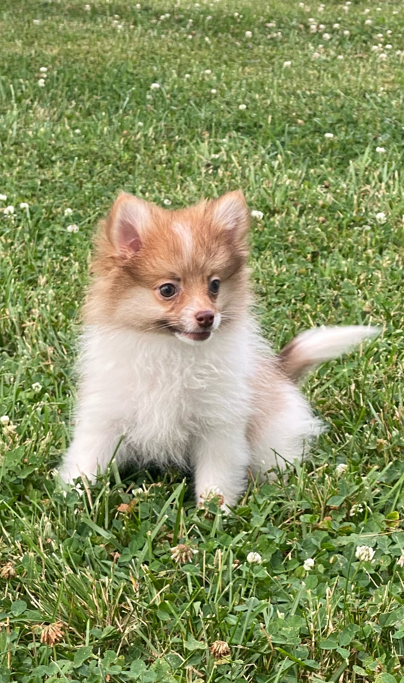 puppy, for, sale, Pomeranian, Curtis  Martin, dog, breeder, Seneca Falls, NY, dog-breeder, puppy-for-sale, forsale, nearby, find, puppyfind, locator, puppylocator, aca