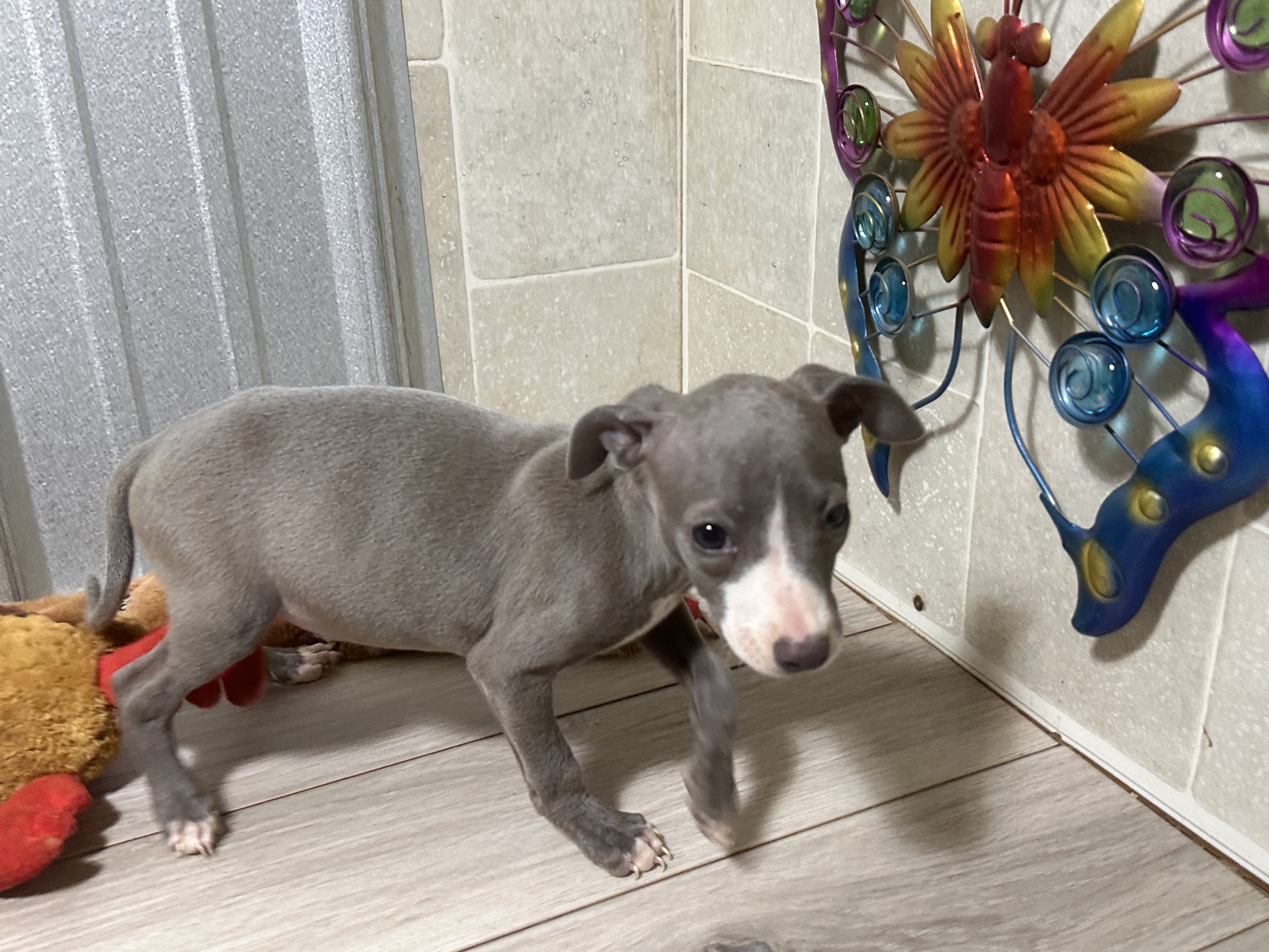 puppy, for, sale, Italian Greyhound, Kimberly  Dildine, dog, breeder, Willow Springs, MO, dog-breeder, puppy-for-sale, forsale, nearby, find, puppyfind, locator, puppylocator, aca