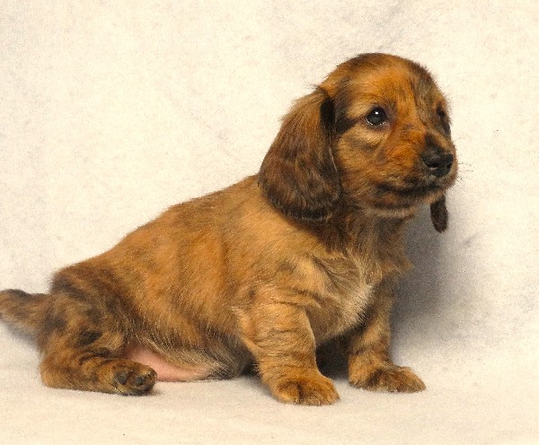 puppy, for, sale, Dachshund,   Little Stream Estates LLC, dog, breeder, Lititz, PA, dog-breeder, puppy-for-sale, forsale, nearby, find, puppyfind, locator, puppylocator, aca