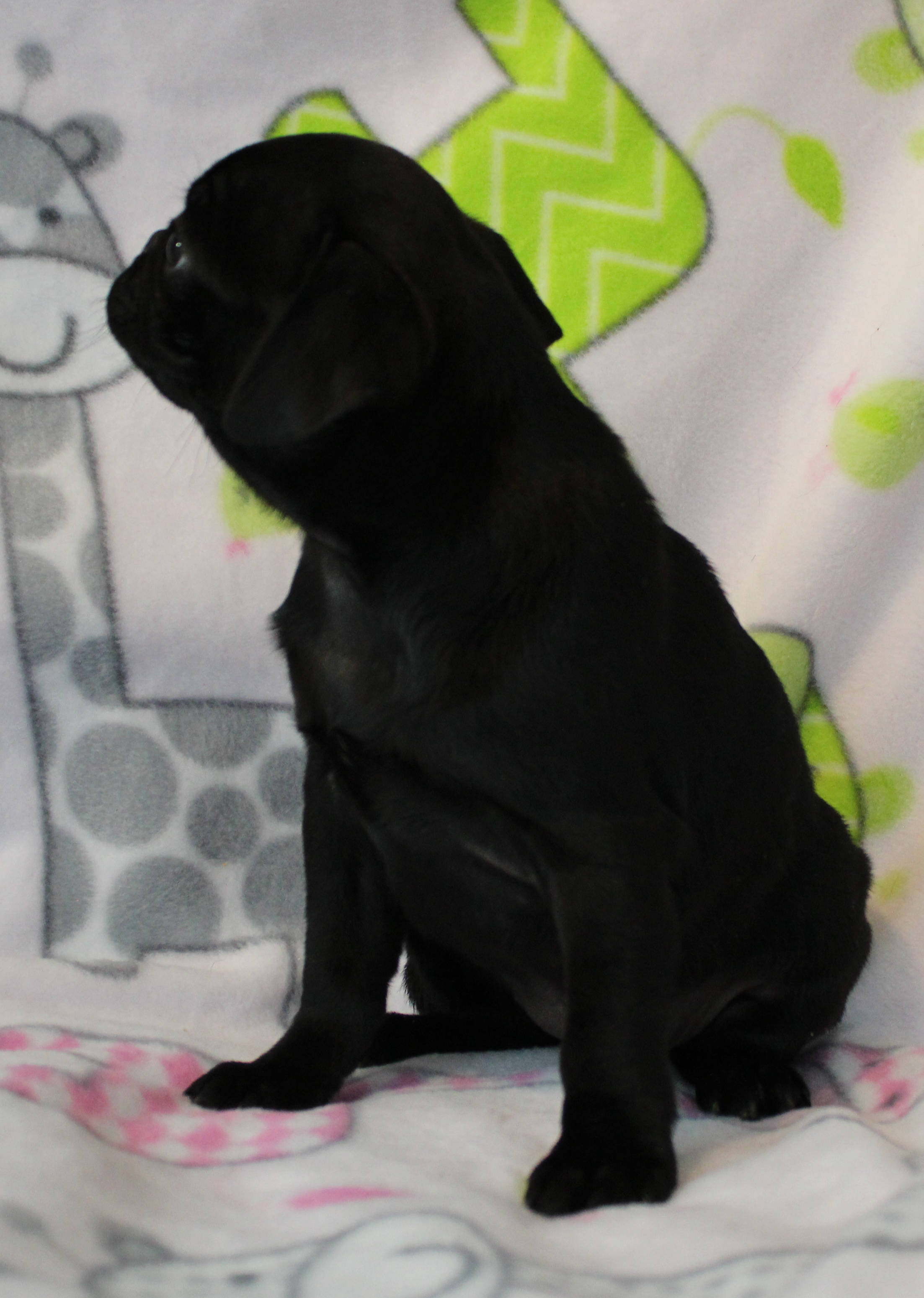 puppy, for, sale, Pug, Jenina  Fortner, dog, breeder, Abilene, KS, dog-breeder, puppy-for-sale, forsale, nearby, find, puppyfind, locator, puppylocator, aca