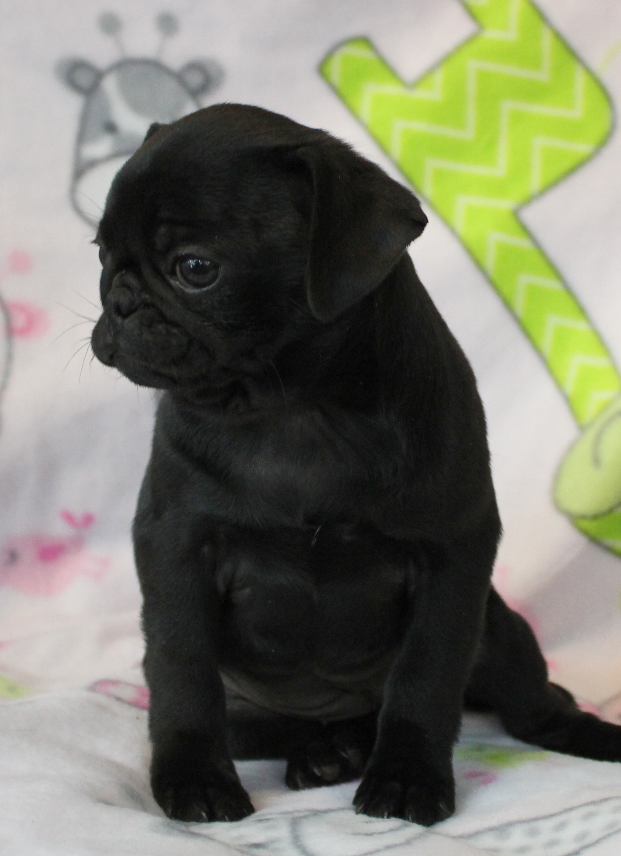 puppy, for, sale, Pug, Jenina  Fortner, dog, breeder, Abilene, KS, dog-breeder, puppy-for-sale, forsale, nearby, find, puppyfind, locator, puppylocator, aca