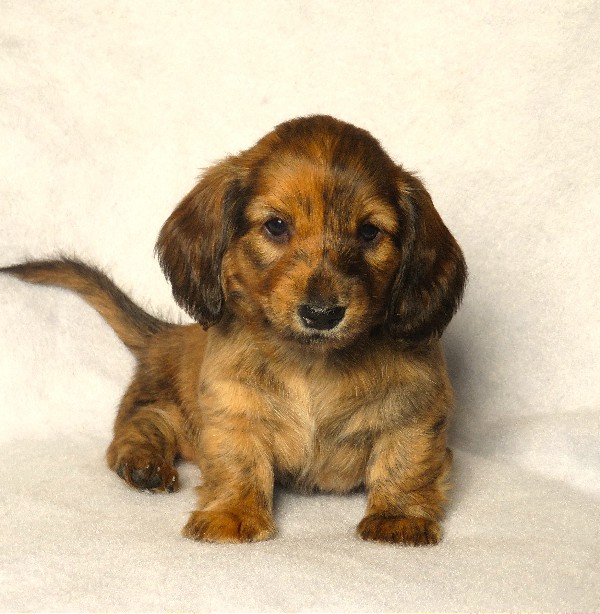 puppy, for, sale, Dachshund,   Little Stream Estates LLC, dog, breeder, Lititz, PA, dog-breeder, puppy-for-sale, forsale, nearby, find, puppyfind, locator, puppylocator, aca