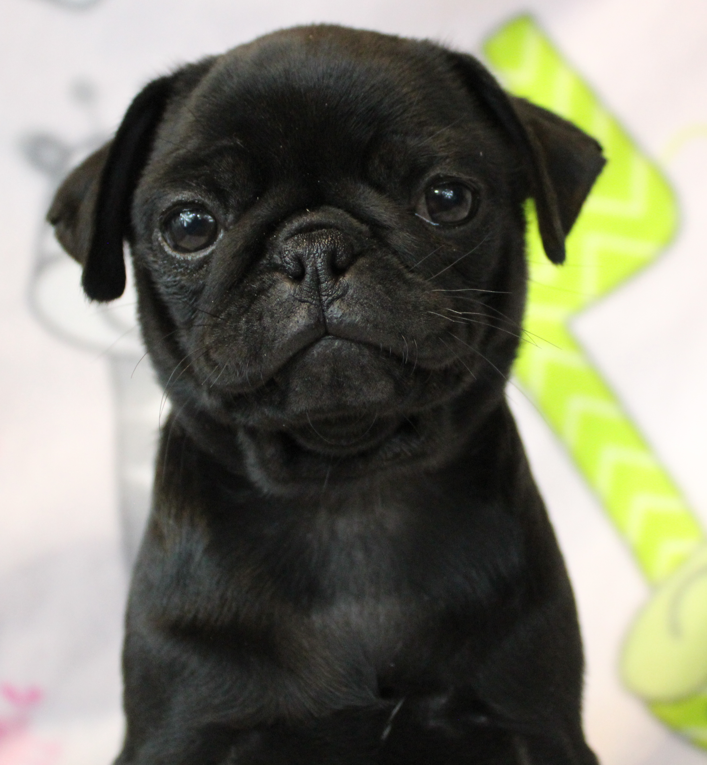 puppy, for, sale, Pug, Jenina  Fortner, dog, breeder, Abilene, KS, dog-breeder, puppy-for-sale, forsale, nearby, find, puppyfind, locator, puppylocator, aca