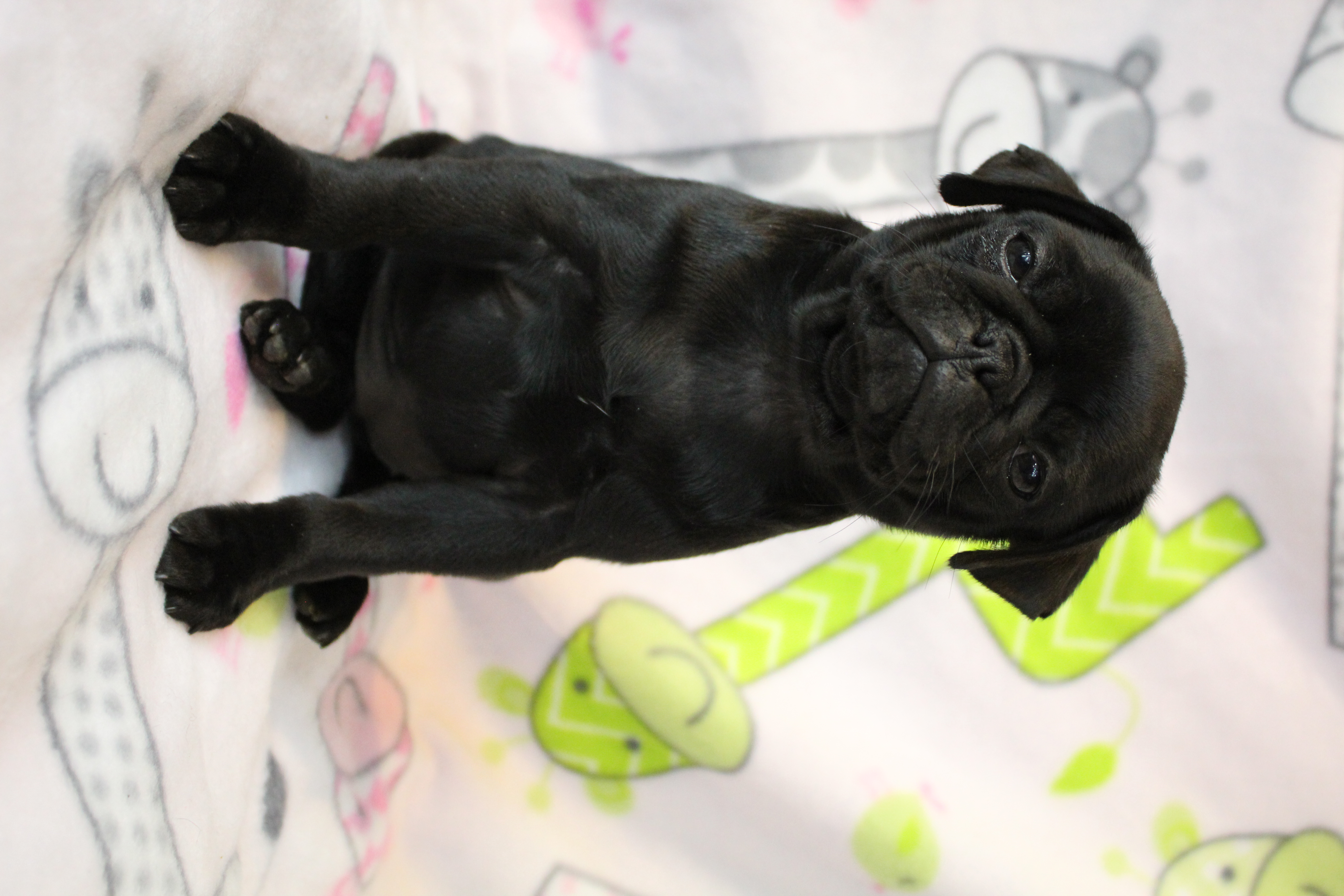 puppy, for, sale, Pug, Jenina  Fortner, dog, breeder, Abilene, KS, dog-breeder, puppy-for-sale, forsale, nearby, find, puppyfind, locator, puppylocator, aca