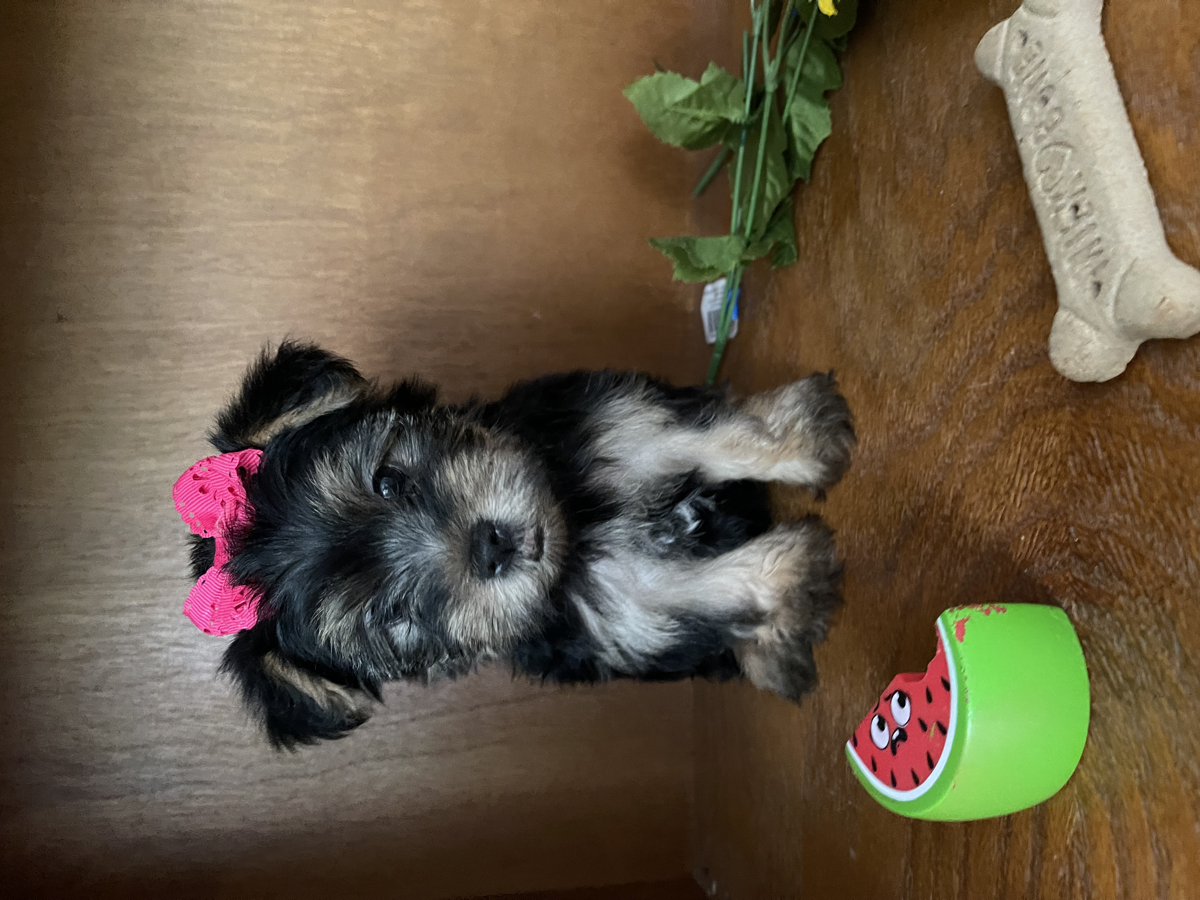 puppy, for, sale, Yorkshire Terrier, Amy  Smith, dog, breeder, Oklahoma City, OK, dog-breeder, puppy-for-sale, forsale, nearby, find, puppyfind, locator, puppylocator, aca