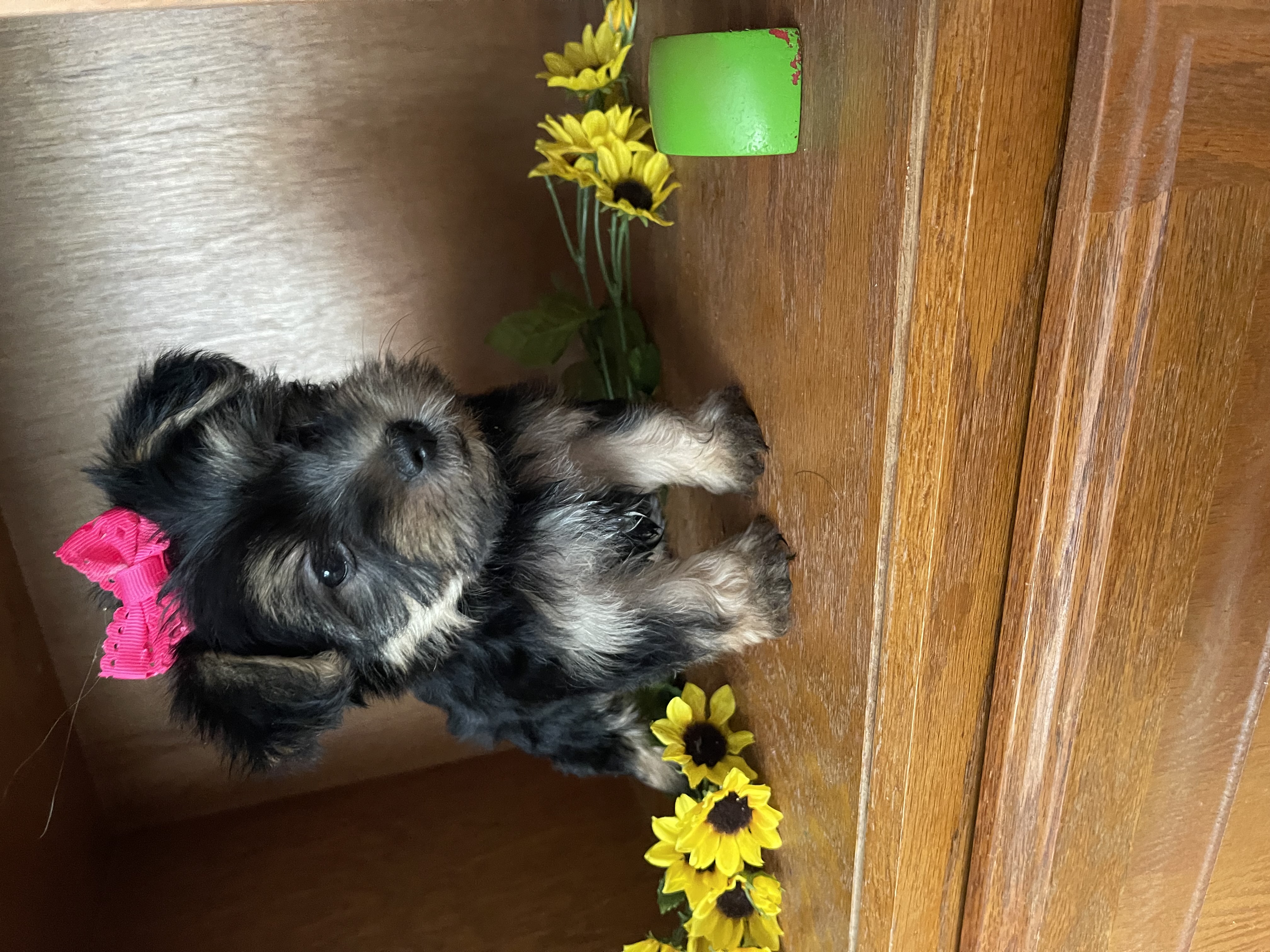 puppy, for, sale, Yorkshire Terrier, Amy  Smith, dog, breeder, Oklahoma City, OK, dog-breeder, puppy-for-sale, forsale, nearby, find, puppyfind, locator, puppylocator, aca