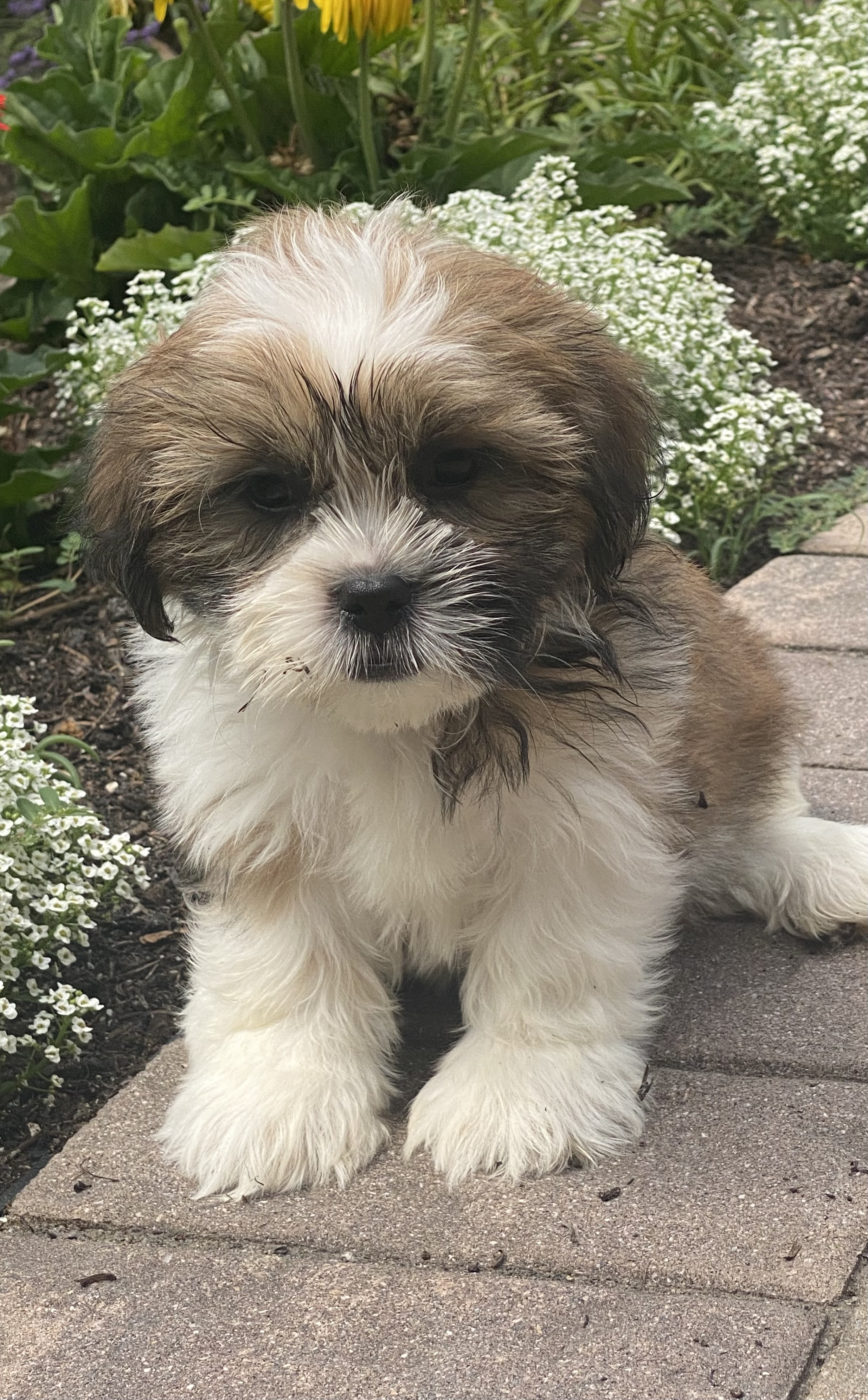 puppy, for, sale, Lhasa Apso/Shih Tzu, Curtis  Martin, dog, breeder, Seneca Falls, NY, dog-breeder, puppy-for-sale, forsale, nearby, find, puppyfind, locator, puppylocator, aca