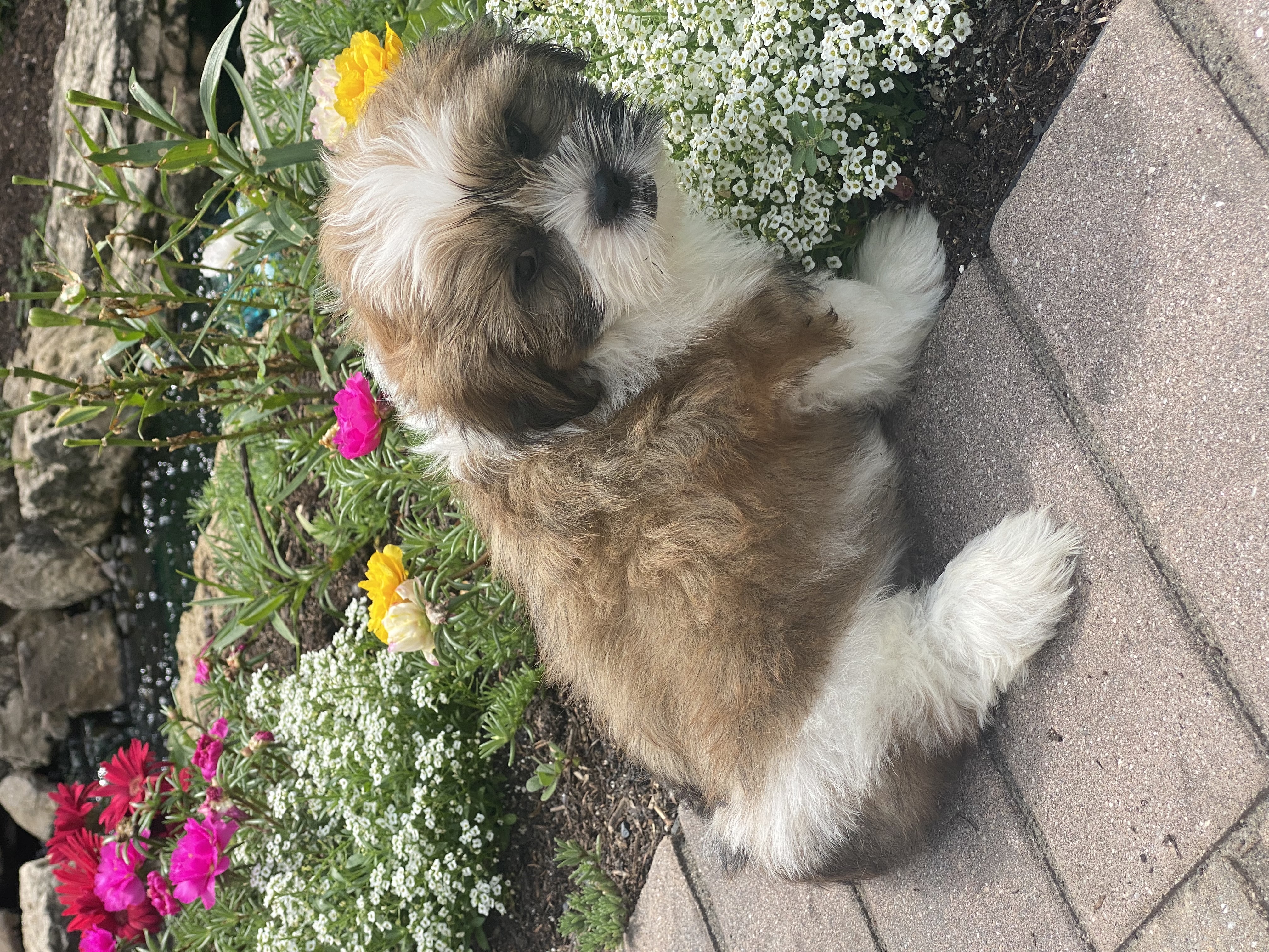 puppy, for, sale, Lhasa Apso/Shih Tzu, Curtis  Martin, dog, breeder, Seneca Falls, NY, dog-breeder, puppy-for-sale, forsale, nearby, find, puppyfind, locator, puppylocator, aca