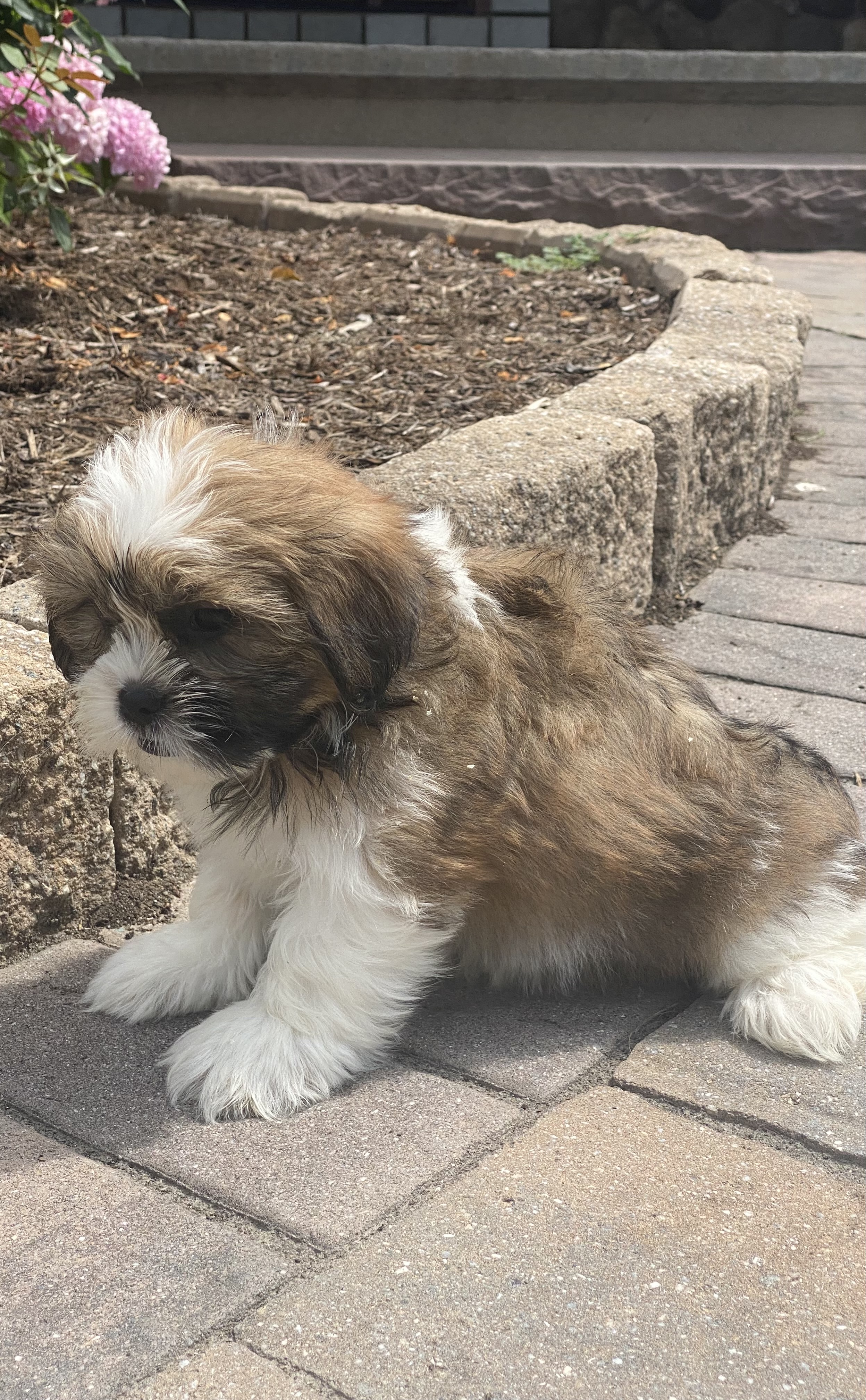 puppy, for, sale, Lhasa Apso/Shih Tzu, Curtis  Martin, dog, breeder, Seneca Falls, NY, dog-breeder, puppy-for-sale, forsale, nearby, find, puppyfind, locator, puppylocator, aca