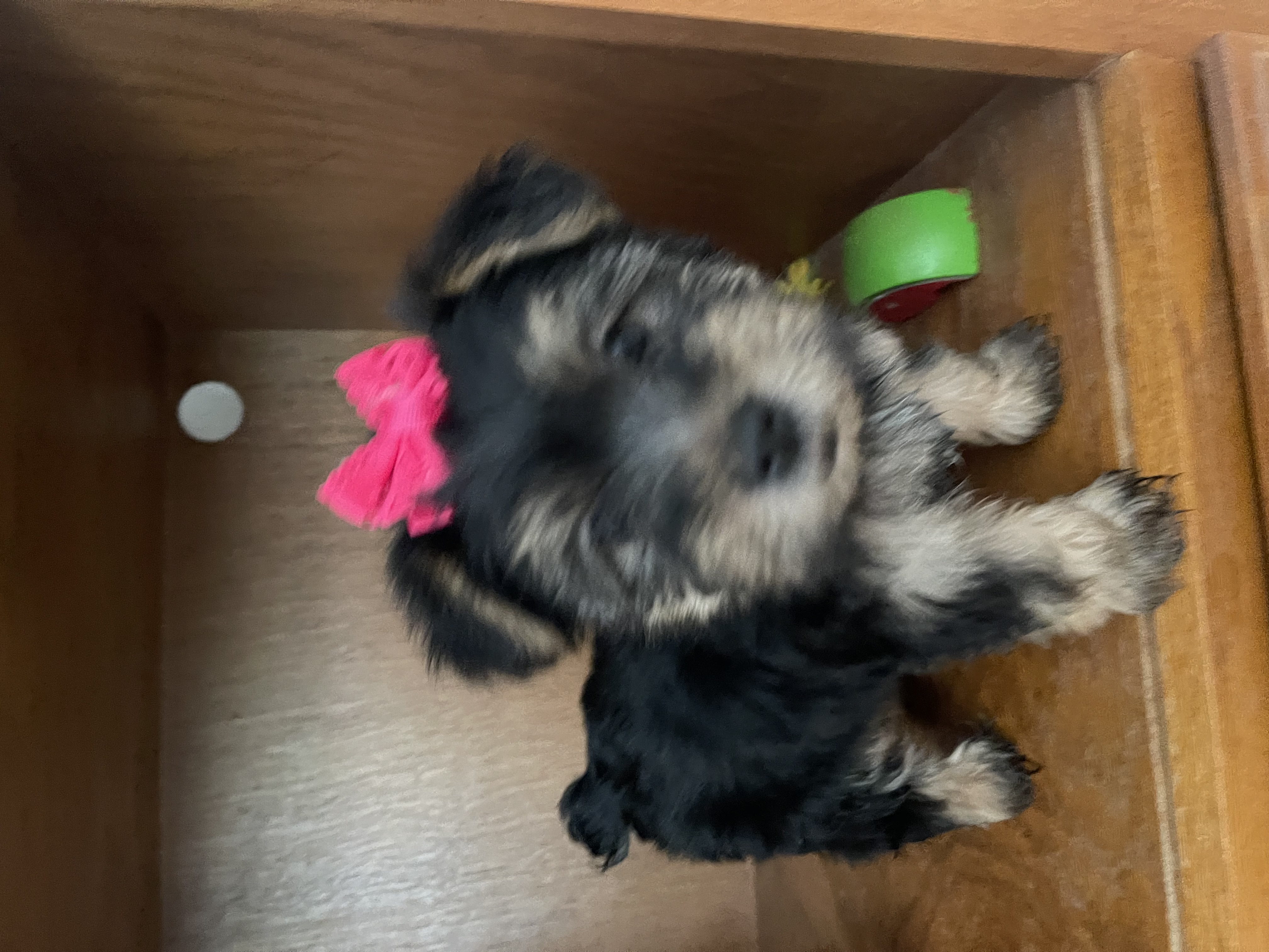 puppy, for, sale, Yorkshire Terrier, Amy  Smith, dog, breeder, Oklahoma City, OK, dog-breeder, puppy-for-sale, forsale, nearby, find, puppyfind, locator, puppylocator, aca