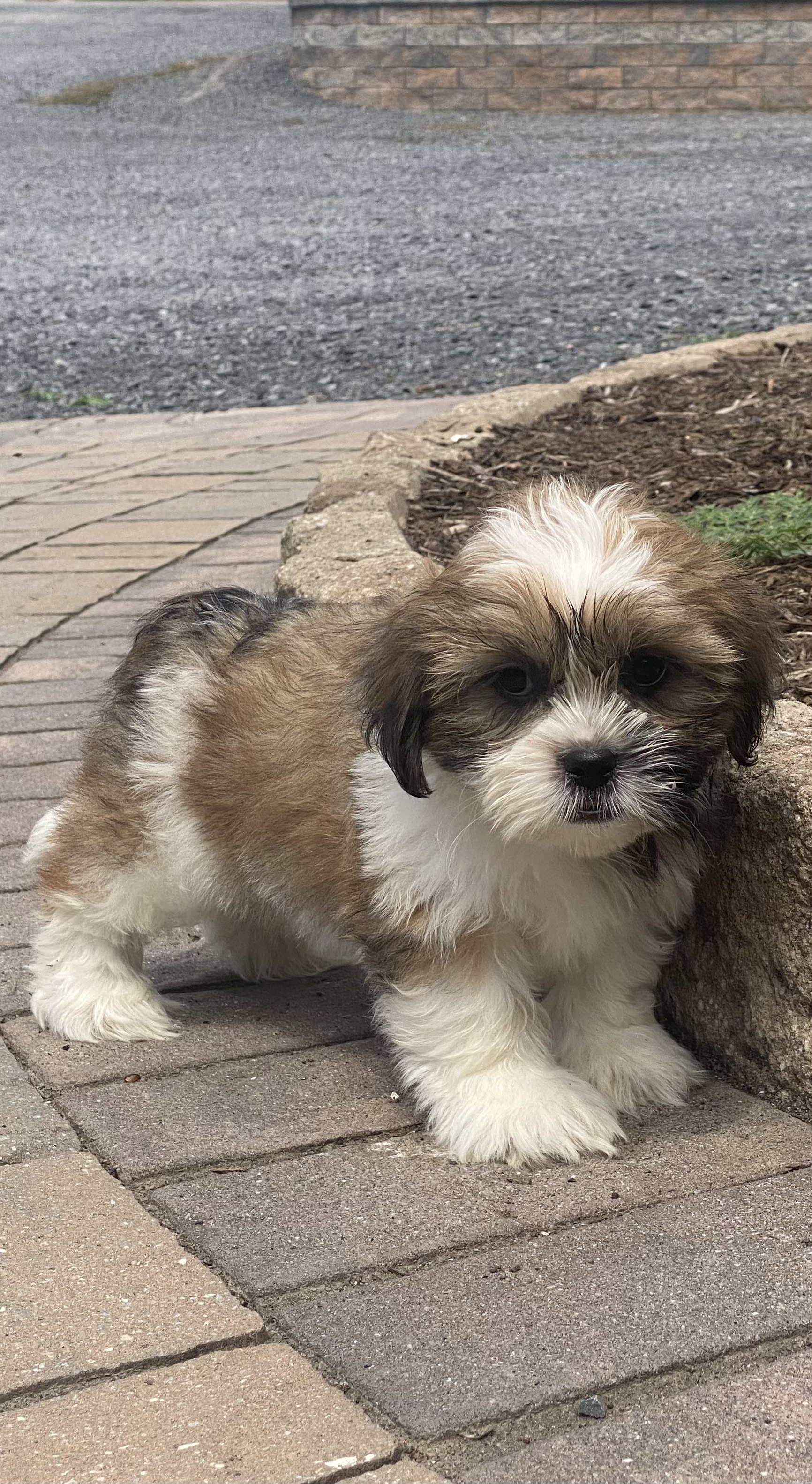 puppy, for, sale, Lhasa Apso/Shih Tzu, Curtis  Martin, dog, breeder, Seneca Falls, NY, dog-breeder, puppy-for-sale, forsale, nearby, find, puppyfind, locator, puppylocator, aca