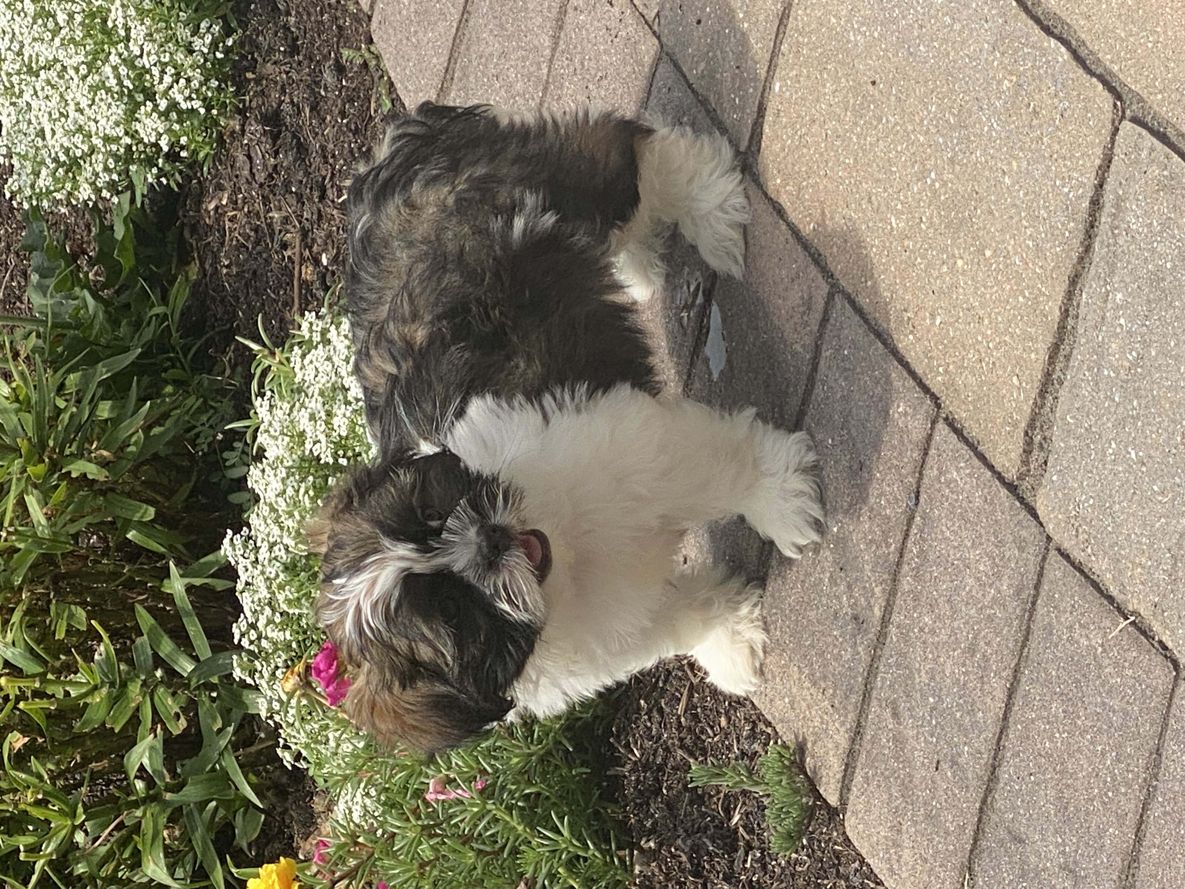 puppy, for, sale, Lhasa Apso/Shih Tzu, Curtis  Martin, dog, breeder, Seneca Falls, NY, dog-breeder, puppy-for-sale, forsale, nearby, find, puppyfind, locator, puppylocator, aca