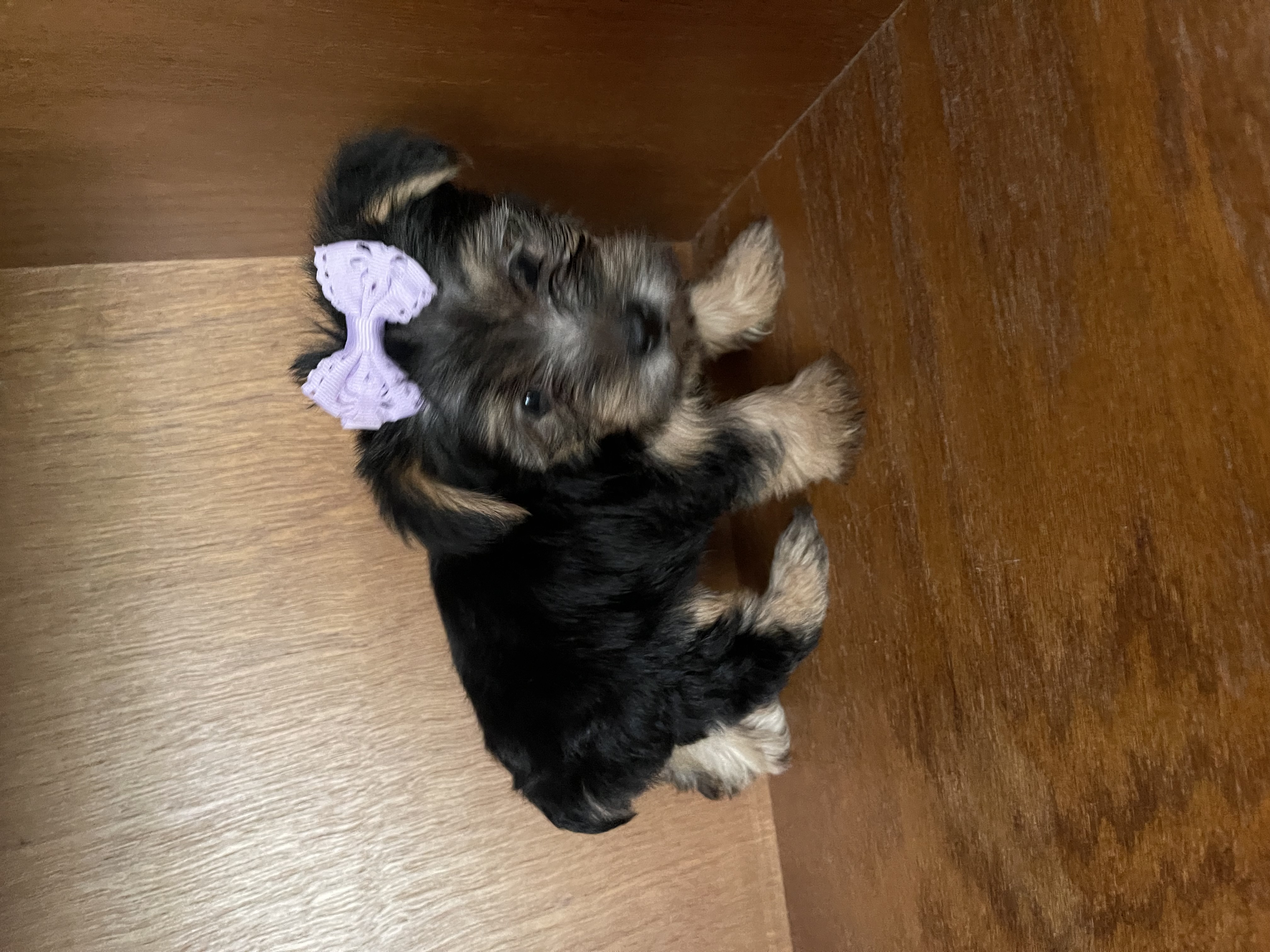 puppy, for, sale, Yorkshire Terrier, Amy  Smith, dog, breeder, Oklahoma City, OK, dog-breeder, puppy-for-sale, forsale, nearby, find, puppyfind, locator, puppylocator, aca