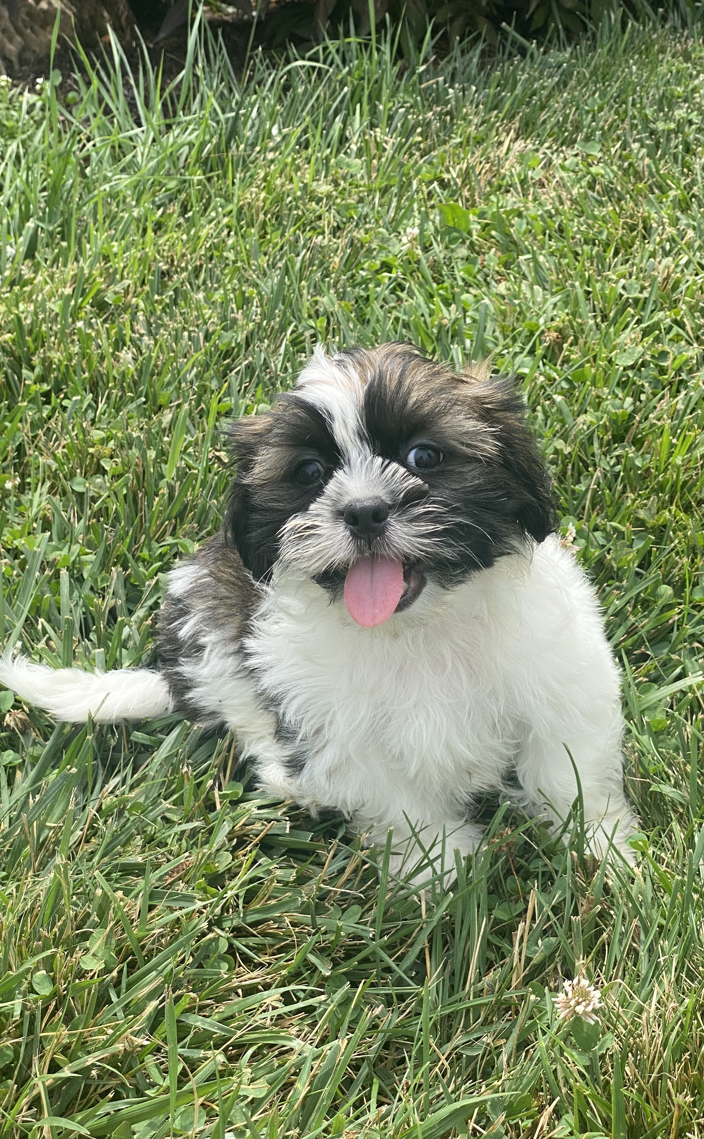 puppy, for, sale, Lhasa Apso/Shih Tzu, Curtis  Martin, dog, breeder, Seneca Falls, NY, dog-breeder, puppy-for-sale, forsale, nearby, find, puppyfind, locator, puppylocator, aca