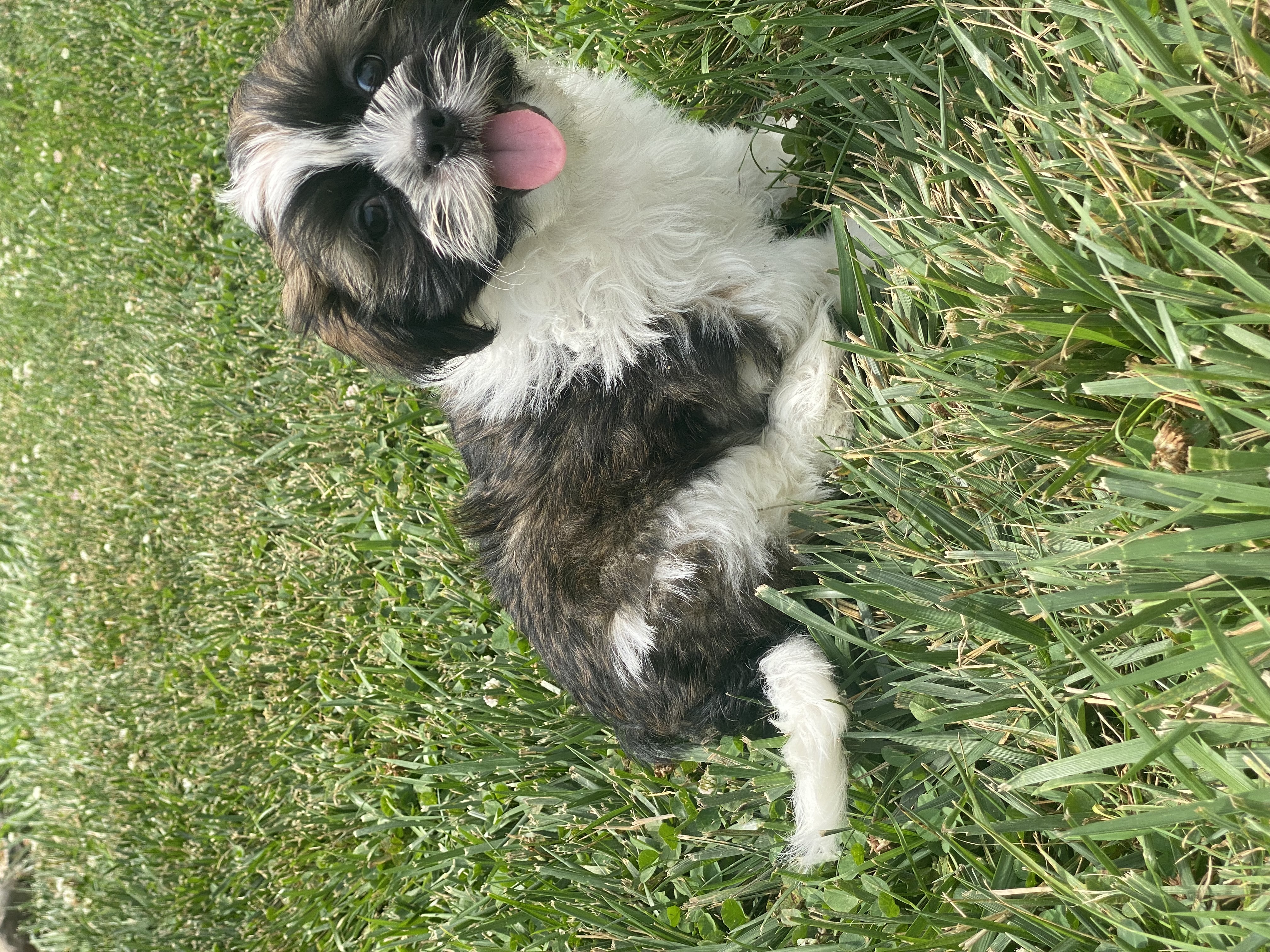 puppy, for, sale, Lhasa Apso/Shih Tzu, Curtis  Martin, dog, breeder, Seneca Falls, NY, dog-breeder, puppy-for-sale, forsale, nearby, find, puppyfind, locator, puppylocator, aca