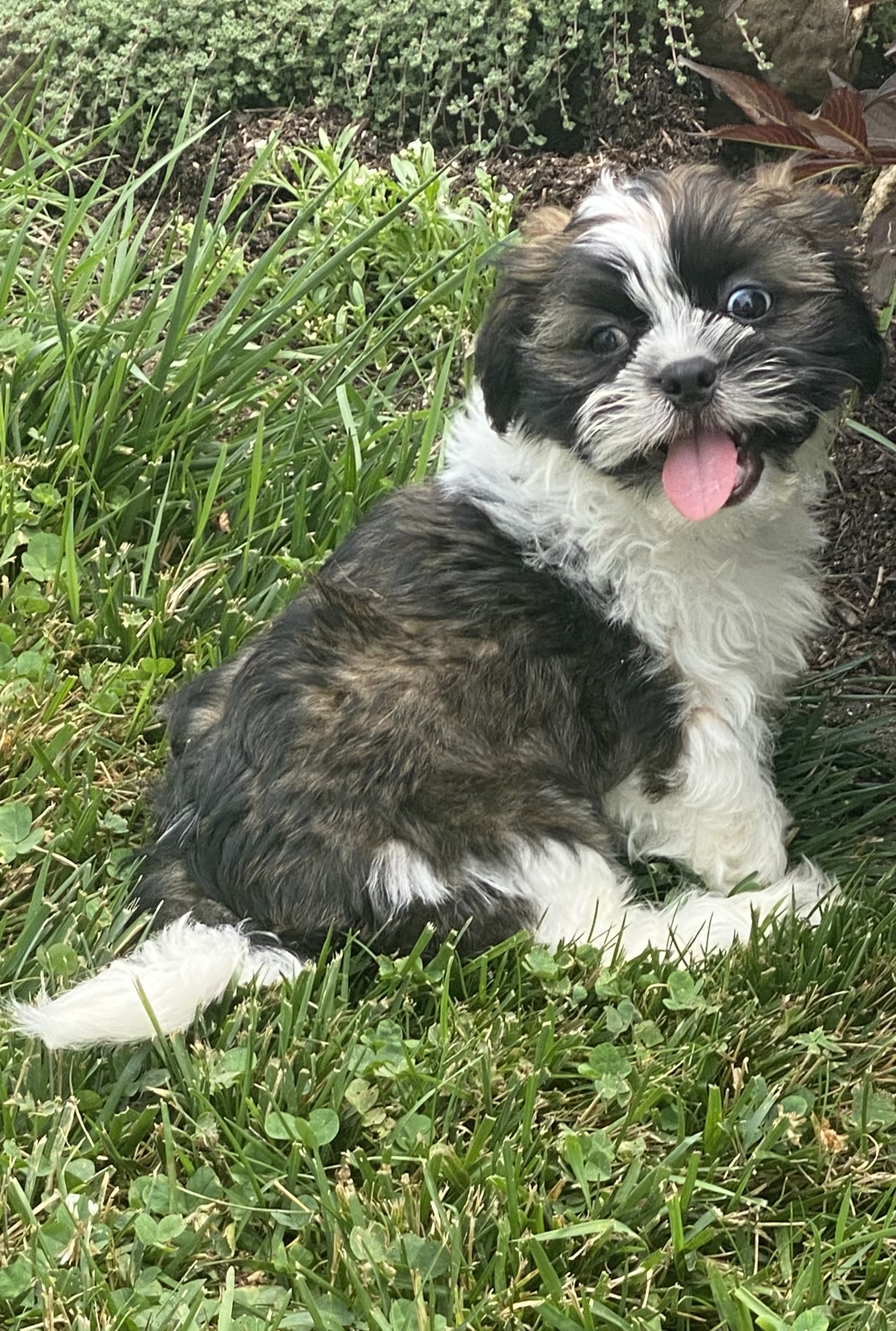 puppy, for, sale, Lhasa Apso/Shih Tzu, Curtis  Martin, dog, breeder, Seneca Falls, NY, dog-breeder, puppy-for-sale, forsale, nearby, find, puppyfind, locator, puppylocator, aca