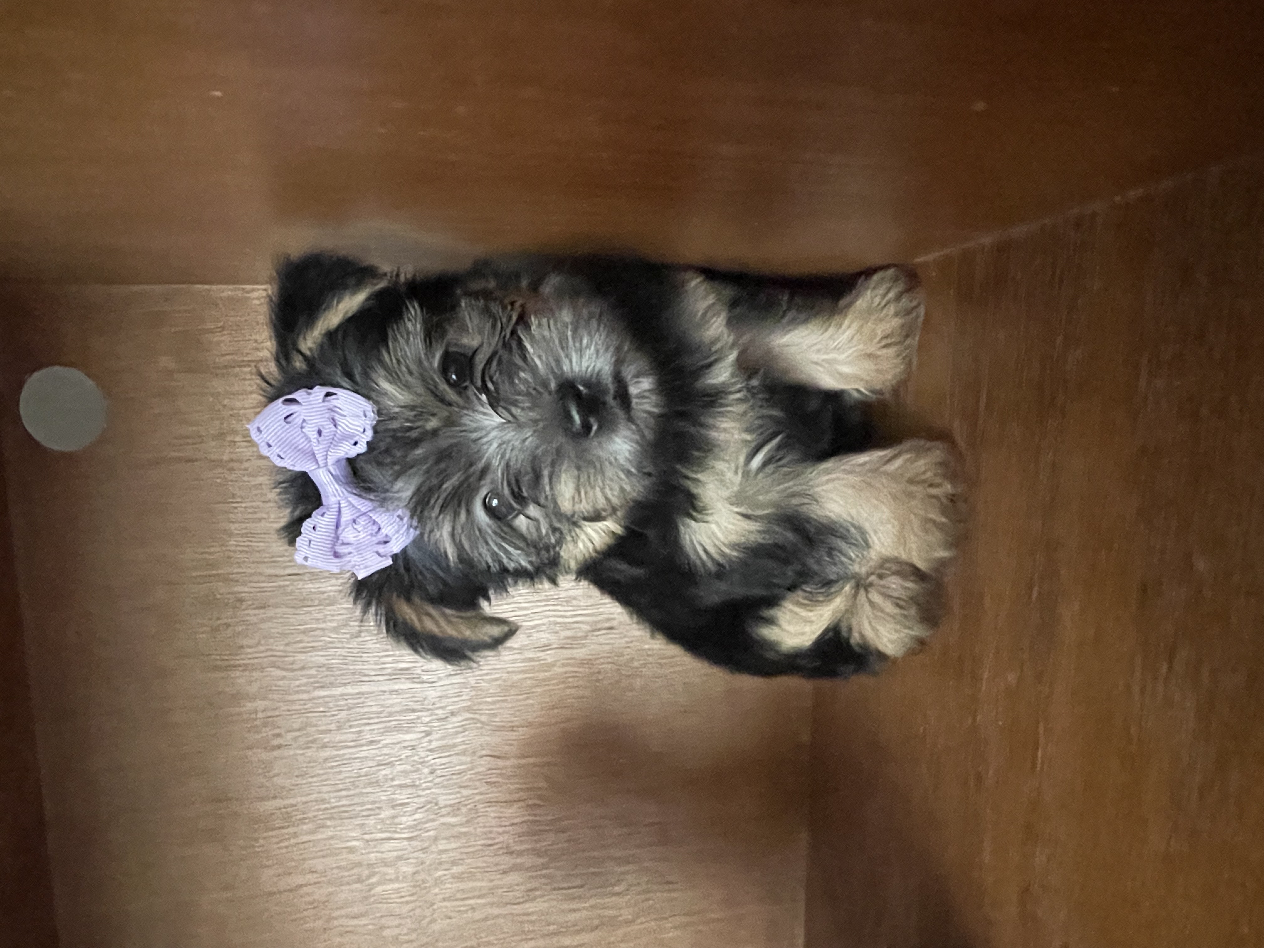 puppy, for, sale, Yorkshire Terrier, Amy  Smith, dog, breeder, Oklahoma City, OK, dog-breeder, puppy-for-sale, forsale, nearby, find, puppyfind, locator, puppylocator, aca