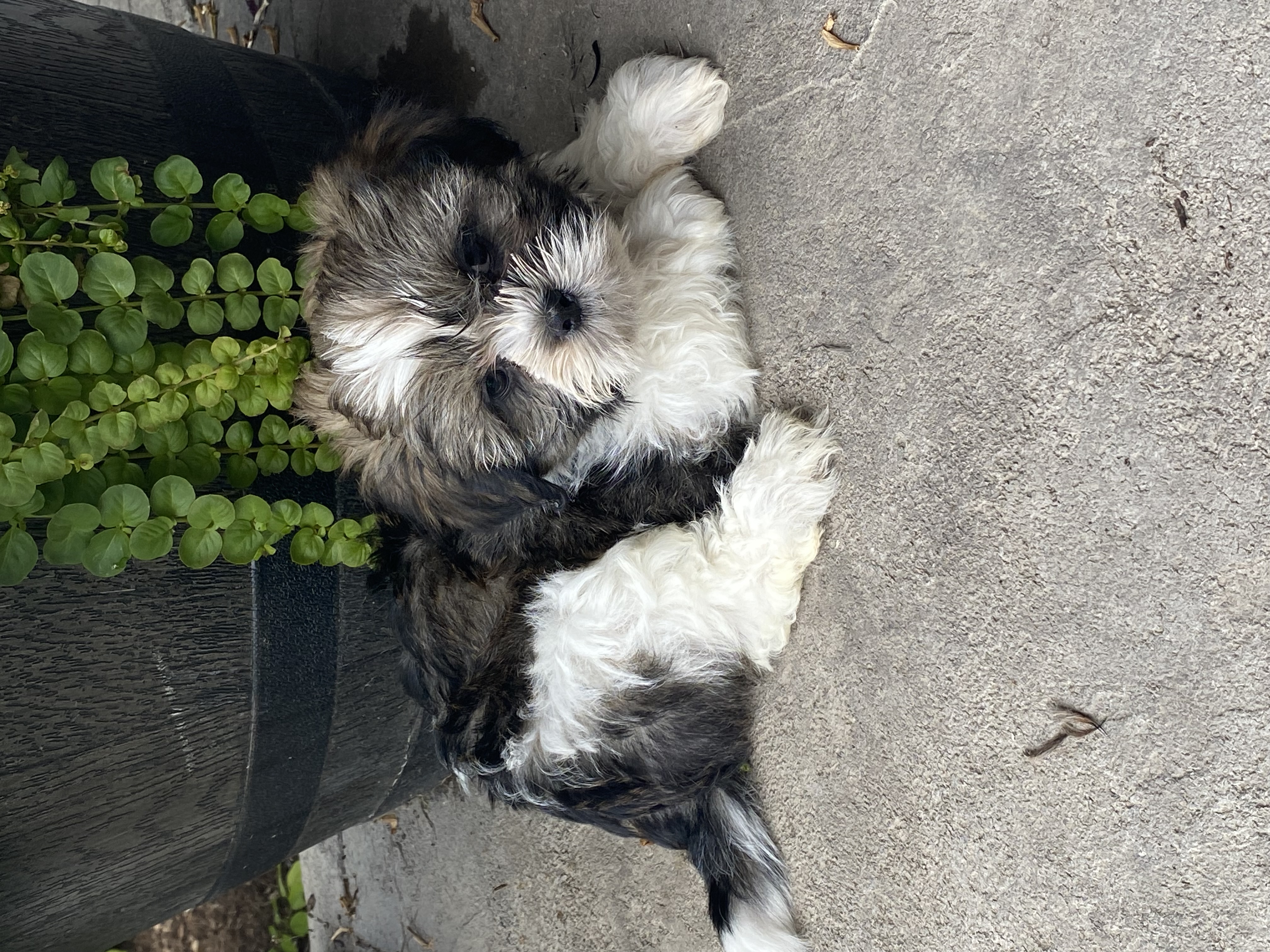 puppy, for, sale, Lhasa Apso/Shih Tzu, Curtis  Martin, dog, breeder, Seneca Falls, NY, dog-breeder, puppy-for-sale, forsale, nearby, find, puppyfind, locator, puppylocator, aca