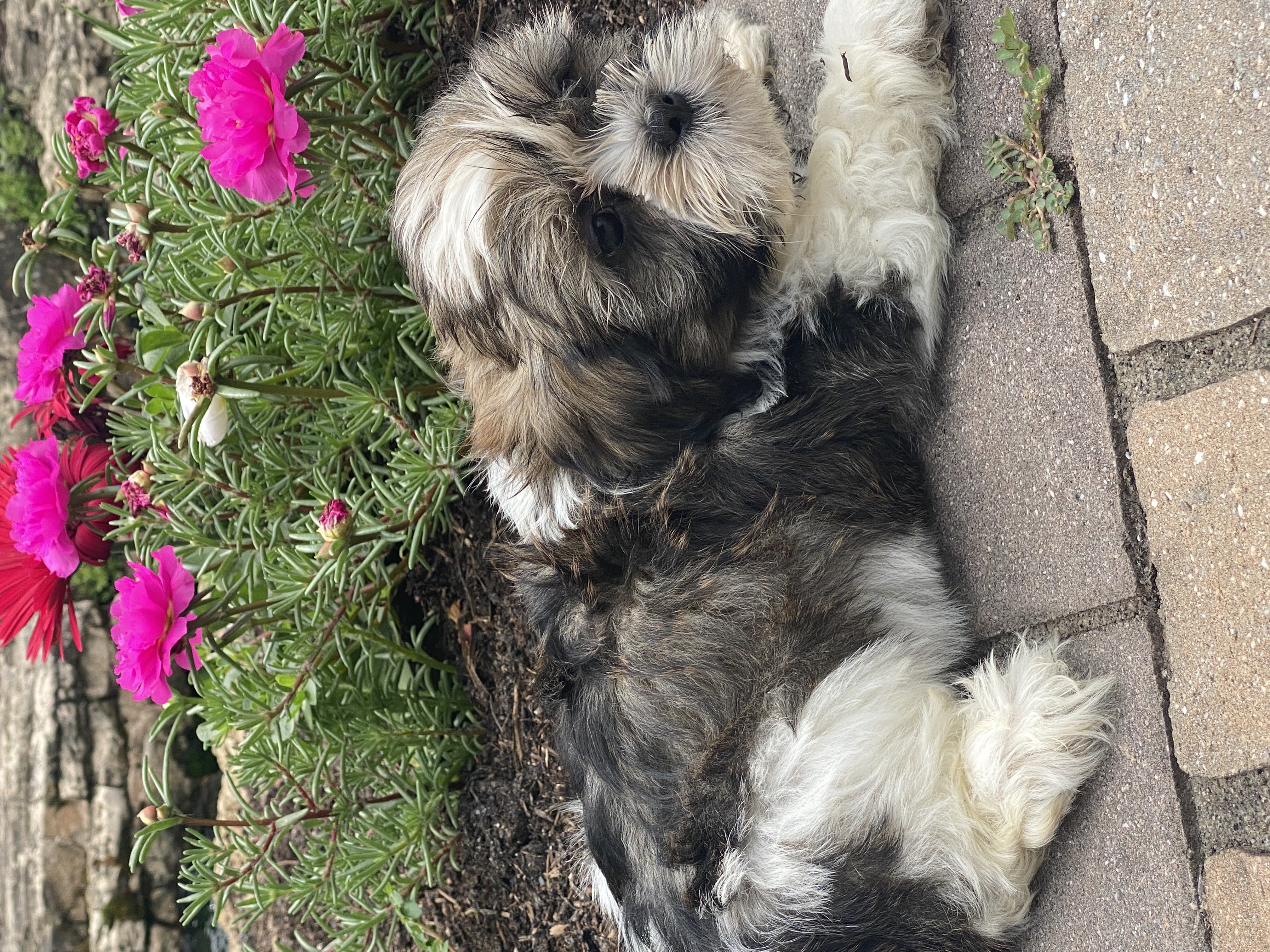 puppy, for, sale, Lhasa Apso/Shih Tzu, Curtis  Martin, dog, breeder, Seneca Falls, NY, dog-breeder, puppy-for-sale, forsale, nearby, find, puppyfind, locator, puppylocator, aca