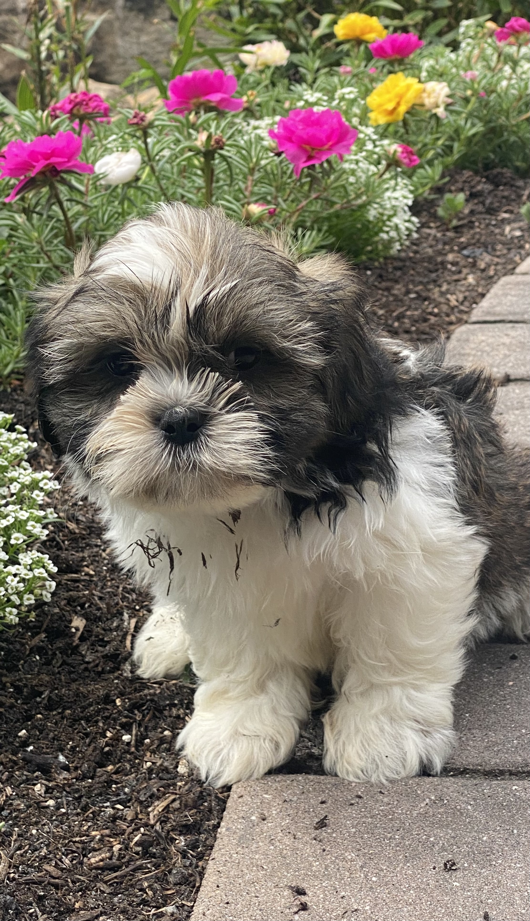 puppy, for, sale, Lhasa Apso/Shih Tzu, Curtis  Martin, dog, breeder, Seneca Falls, NY, dog-breeder, puppy-for-sale, forsale, nearby, find, puppyfind, locator, puppylocator, aca