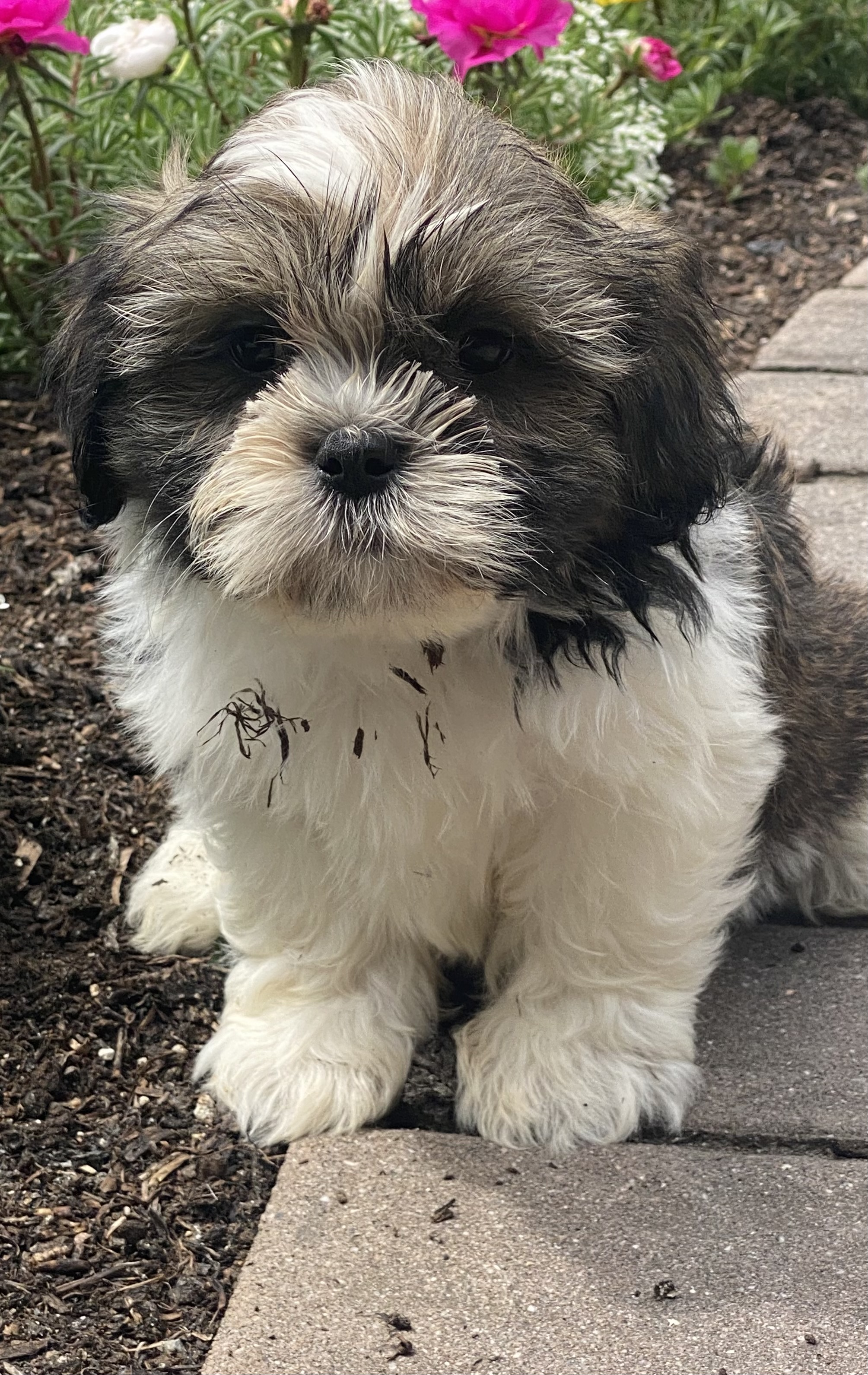 puppy, for, sale, Lhasa Apso/Shih Tzu, Curtis  Martin, dog, breeder, Seneca Falls, NY, dog-breeder, puppy-for-sale, forsale, nearby, find, puppyfind, locator, puppylocator, aca