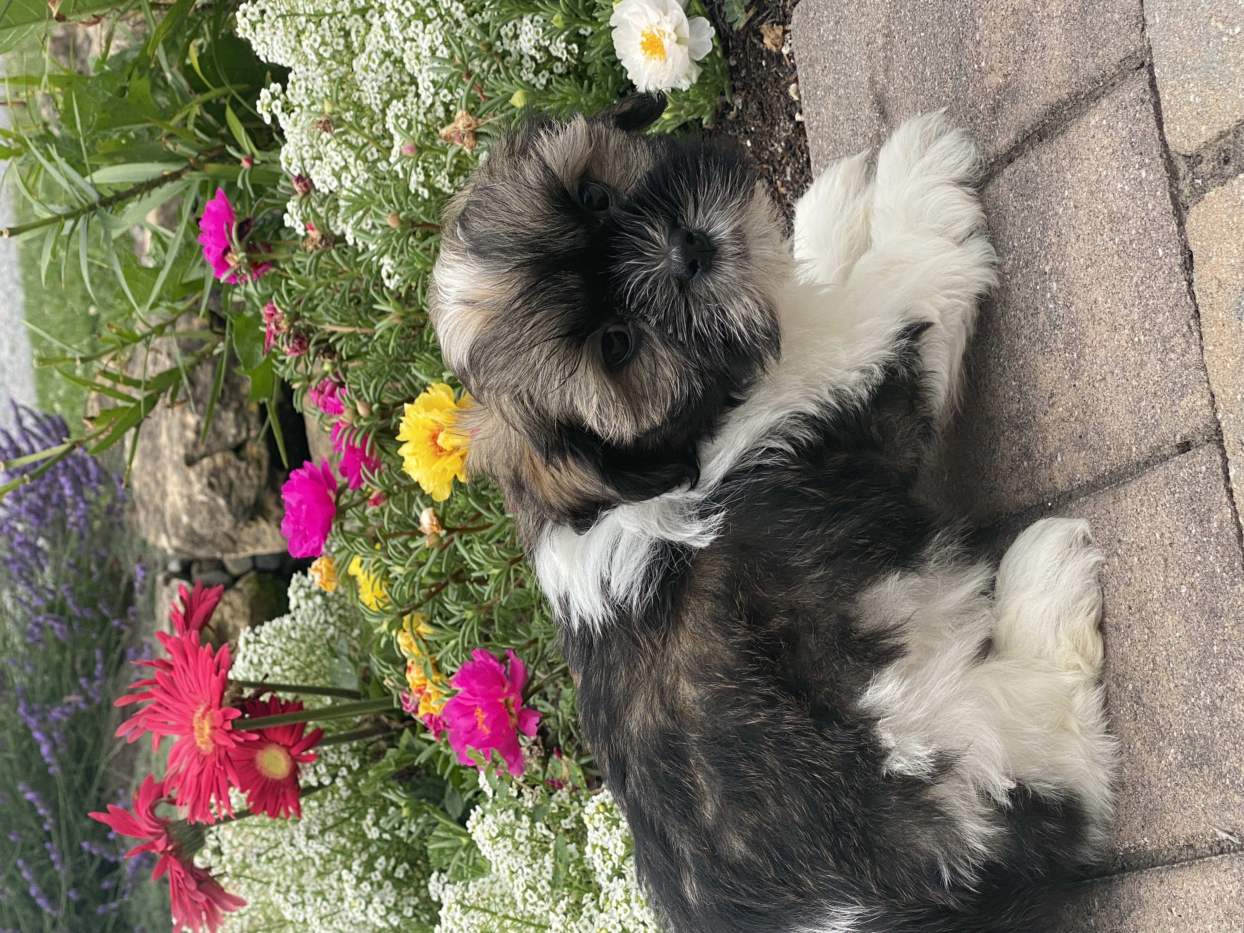 puppy, for, sale, Lhasa Apso/Shih Tzu, Curtis  Martin, dog, breeder, Seneca Falls, NY, dog-breeder, puppy-for-sale, forsale, nearby, find, puppyfind, locator, puppylocator, aca