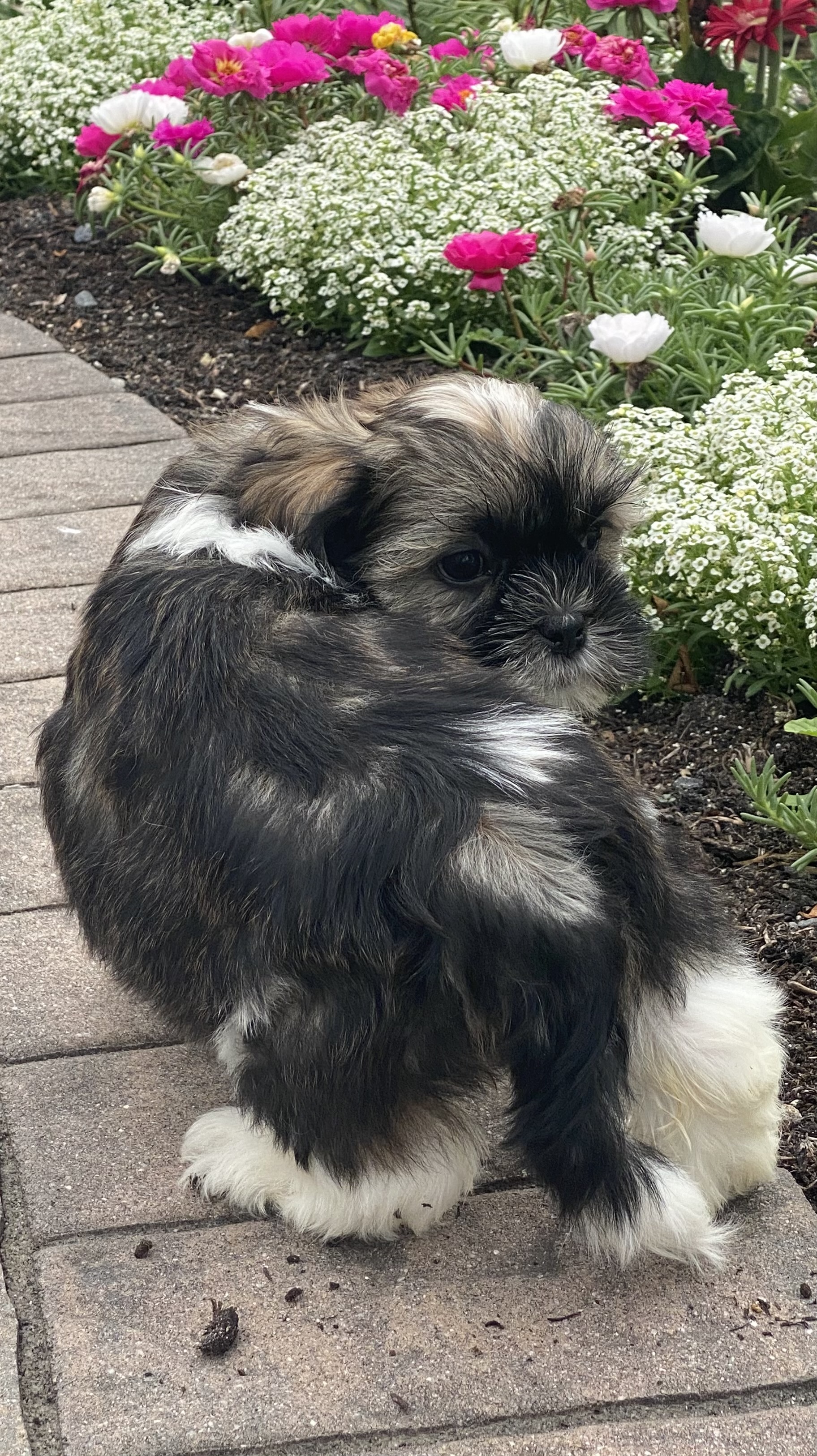 puppy, for, sale, Lhasa Apso/Shih Tzu, Curtis  Martin, dog, breeder, Seneca Falls, NY, dog-breeder, puppy-for-sale, forsale, nearby, find, puppyfind, locator, puppylocator, aca