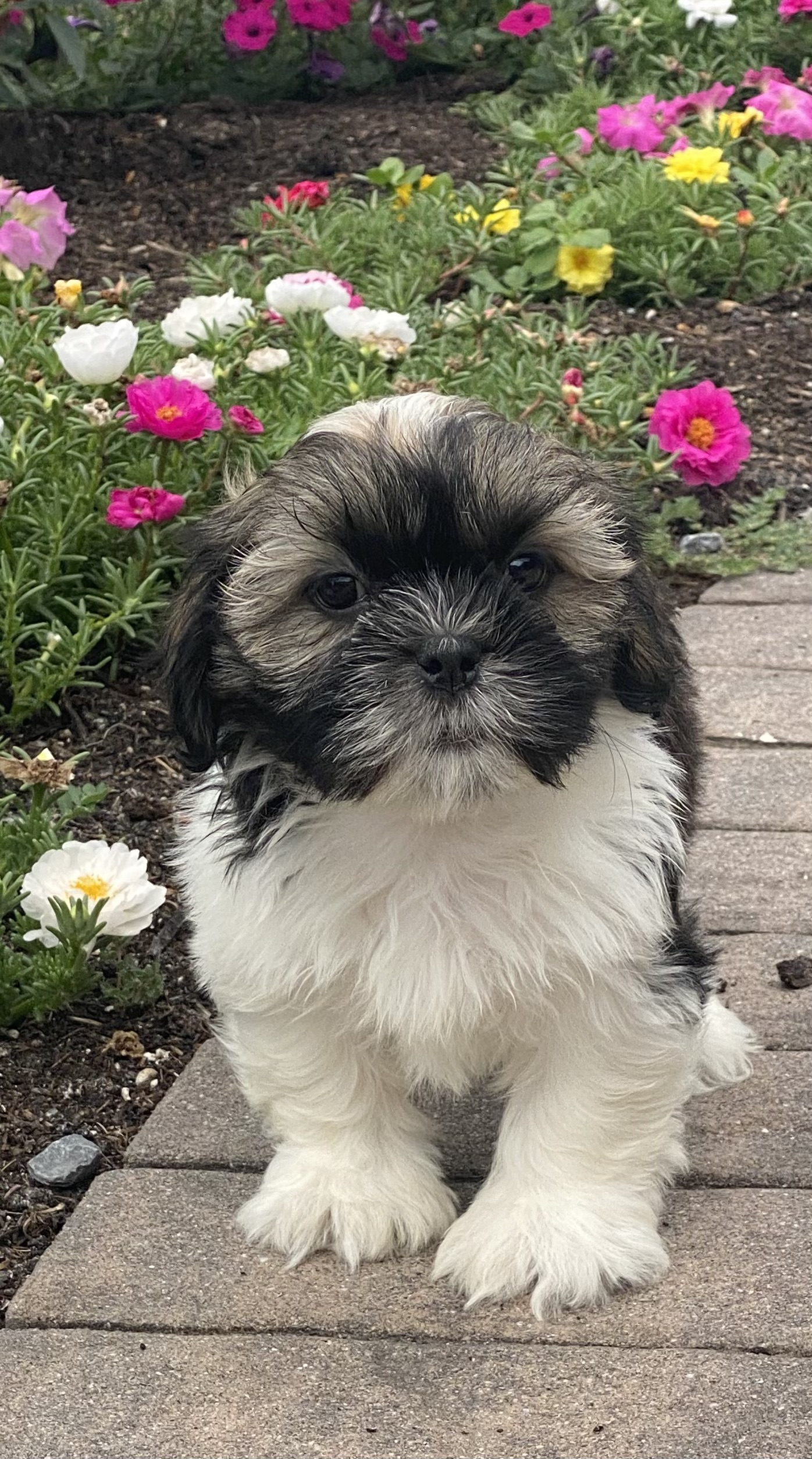 puppy, for, sale, Lhasa Apso/Shih Tzu, Curtis  Martin, dog, breeder, Seneca Falls, NY, dog-breeder, puppy-for-sale, forsale, nearby, find, puppyfind, locator, puppylocator, aca