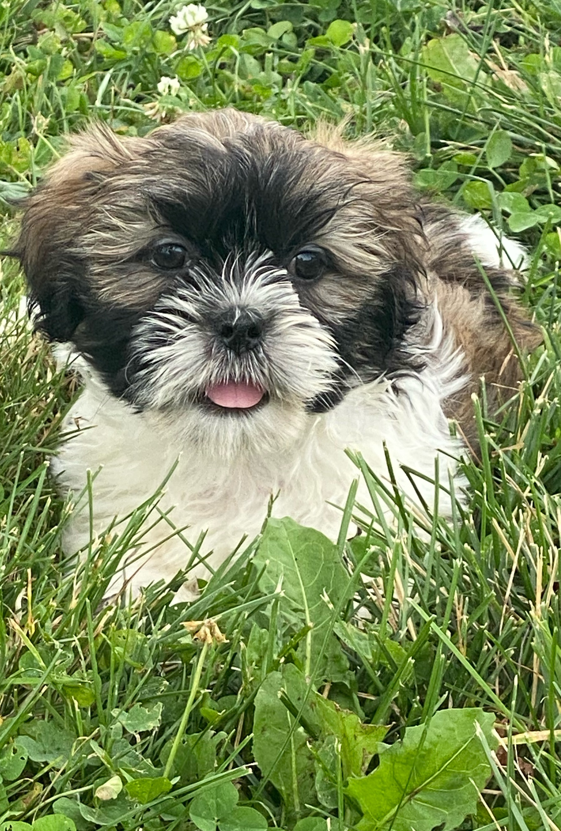 puppy, for, sale, Lhasa Apso/Shih Tzu, Curtis  Martin, dog, breeder, Seneca Falls, NY, dog-breeder, puppy-for-sale, forsale, nearby, find, puppyfind, locator, puppylocator, aca