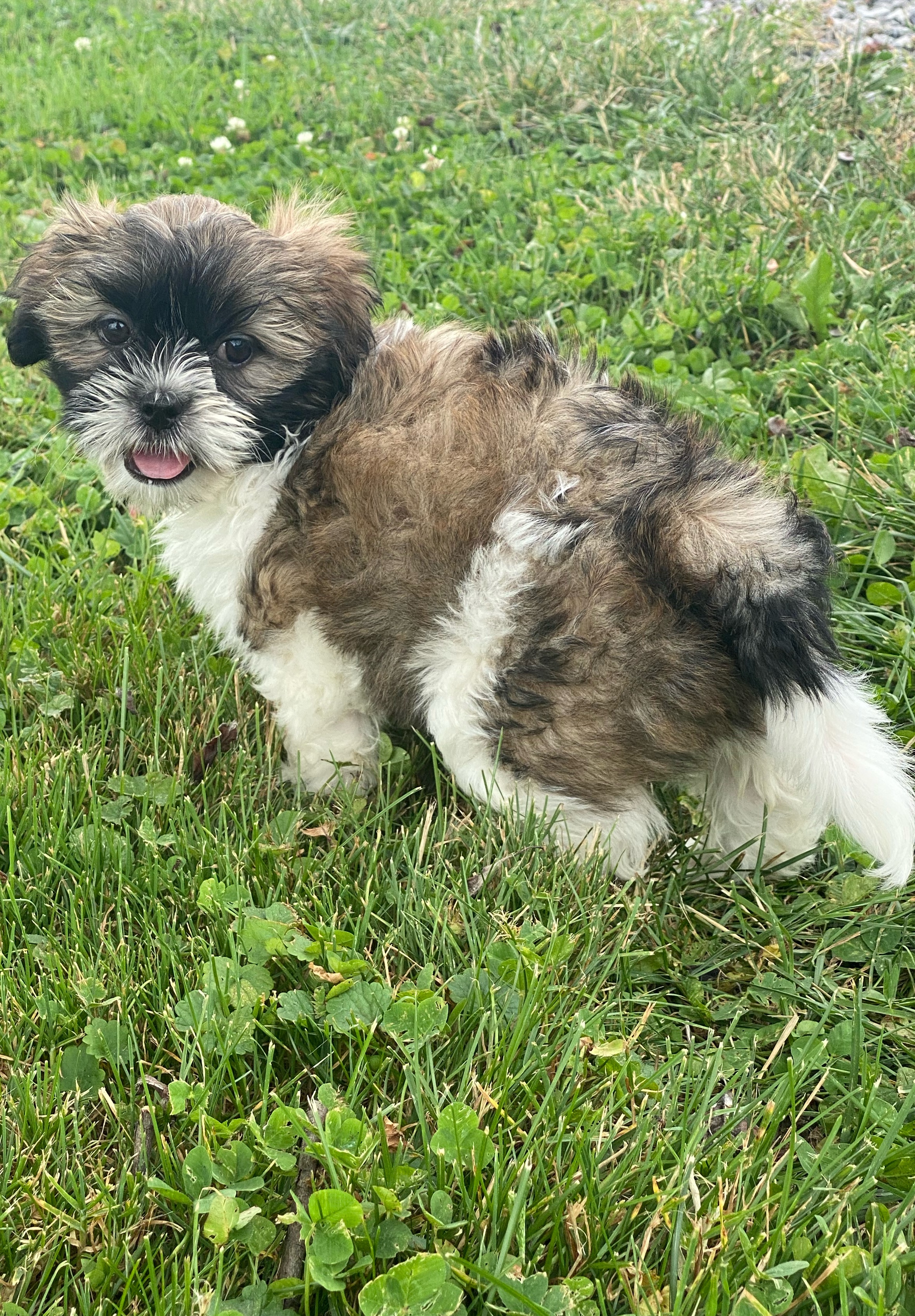 puppy, for, sale, Lhasa Apso/Shih Tzu, Curtis  Martin, dog, breeder, Seneca Falls, NY, dog-breeder, puppy-for-sale, forsale, nearby, find, puppyfind, locator, puppylocator, aca