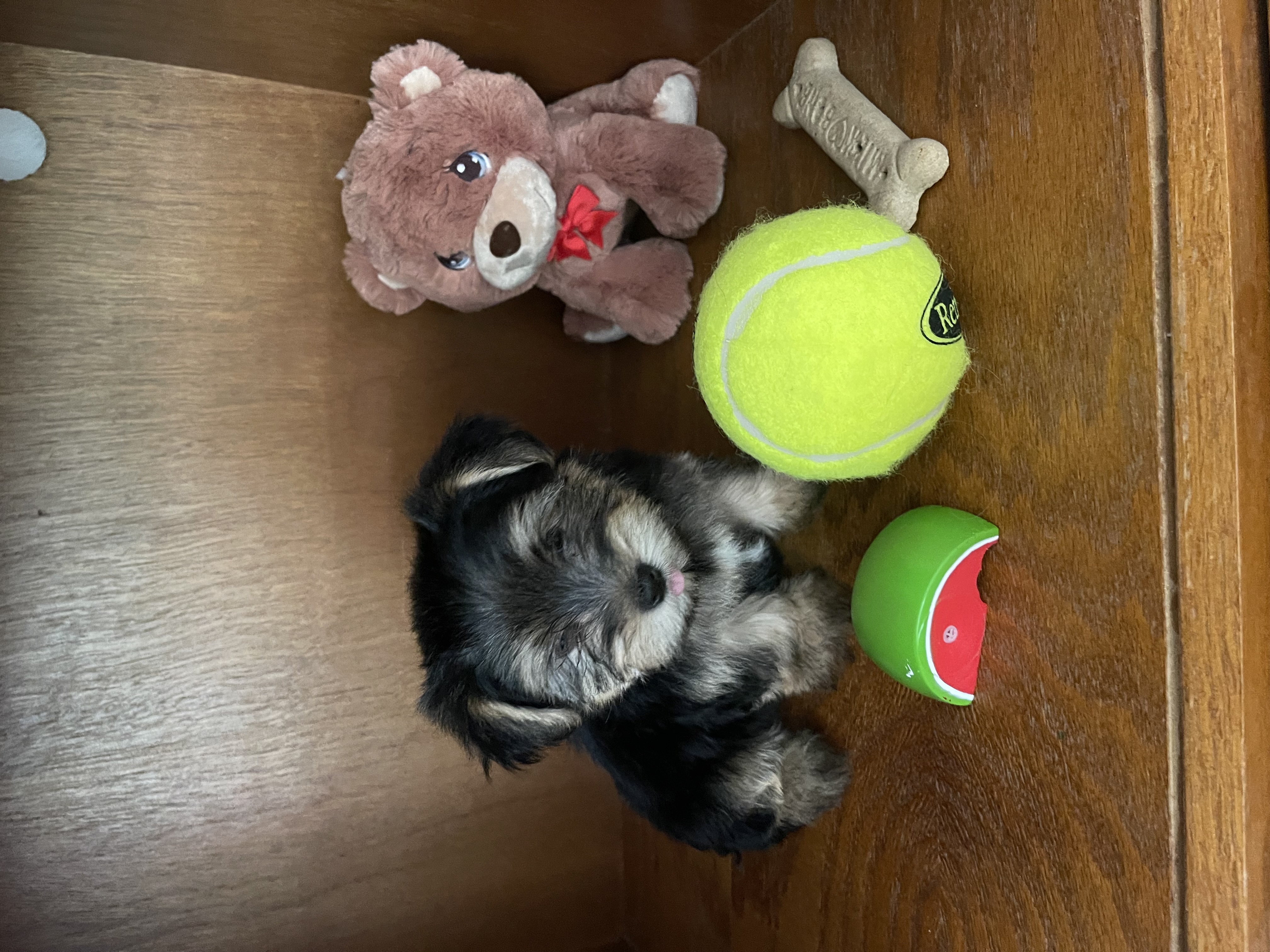 puppy, for, sale, Yorkshire Terrier, Amy  Smith, dog, breeder, Oklahoma City, OK, dog-breeder, puppy-for-sale, forsale, nearby, find, puppyfind, locator, puppylocator, aca