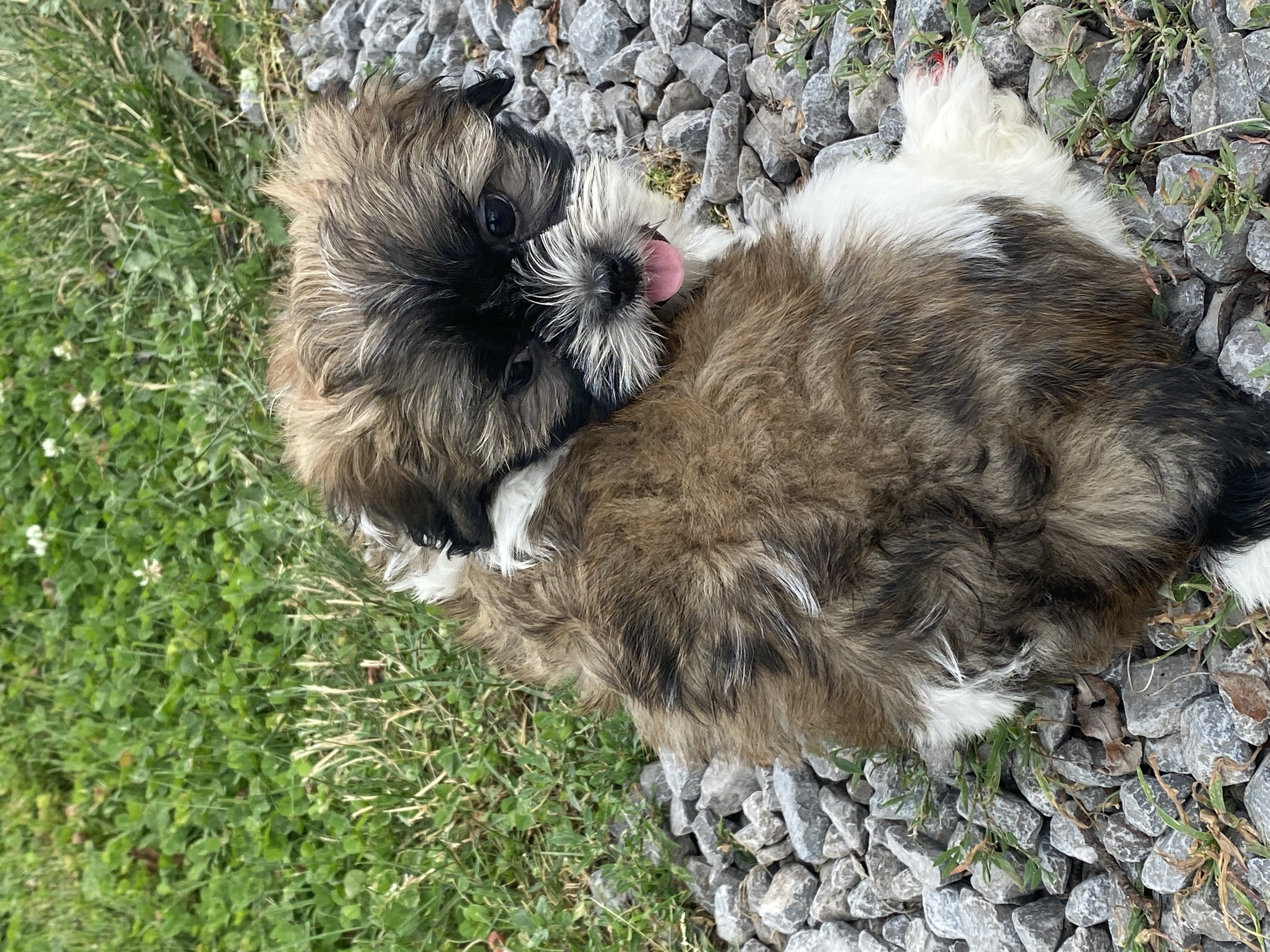 puppy, for, sale, Lhasa Apso/Shih Tzu, Curtis  Martin, dog, breeder, Seneca Falls, NY, dog-breeder, puppy-for-sale, forsale, nearby, find, puppyfind, locator, puppylocator, aca