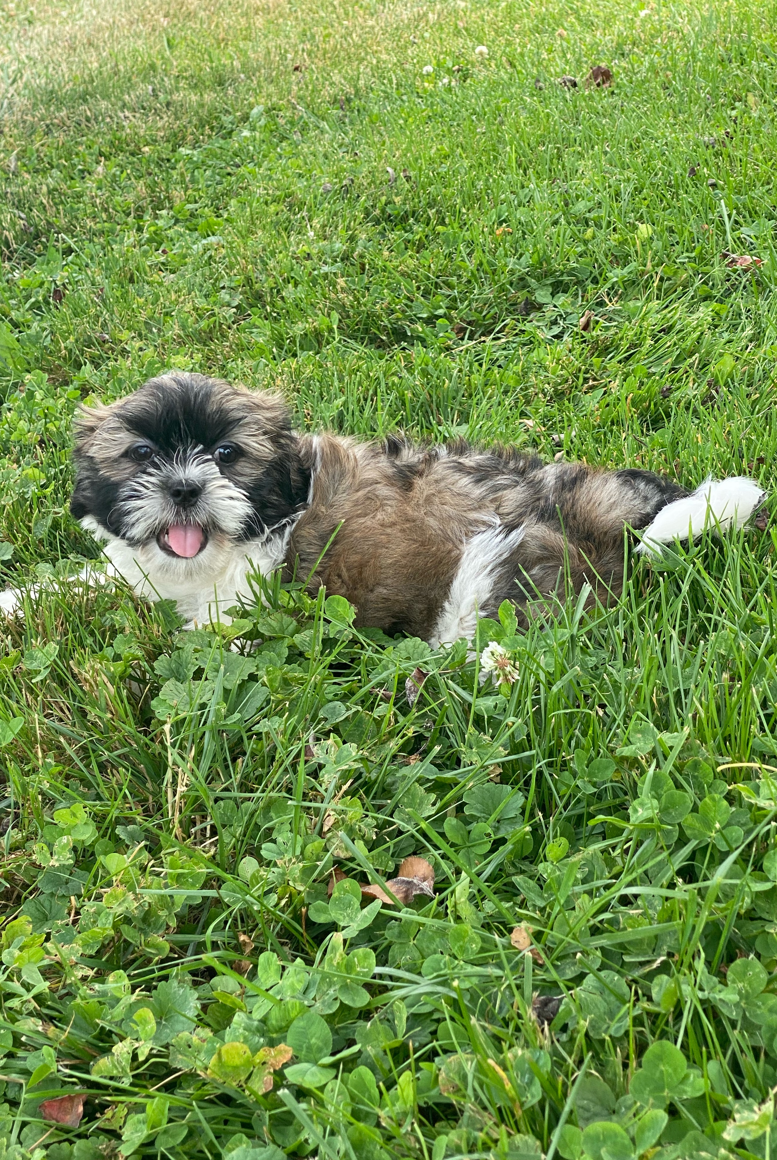 puppy, for, sale, Lhasa Apso/Shih Tzu, Curtis  Martin, dog, breeder, Seneca Falls, NY, dog-breeder, puppy-for-sale, forsale, nearby, find, puppyfind, locator, puppylocator, aca