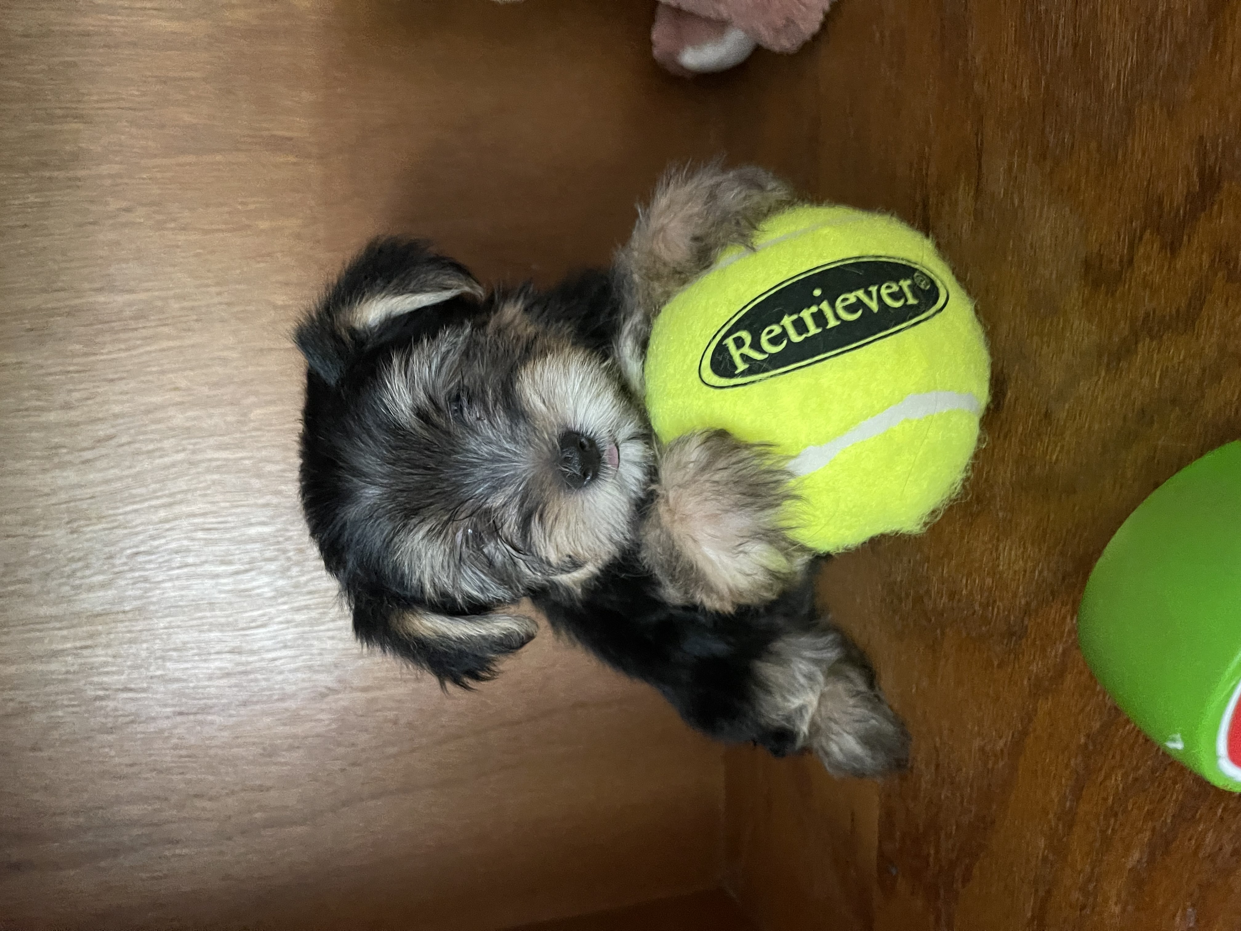 puppy, for, sale, Yorkshire Terrier, Amy  Smith, dog, breeder, Oklahoma City, OK, dog-breeder, puppy-for-sale, forsale, nearby, find, puppyfind, locator, puppylocator, aca